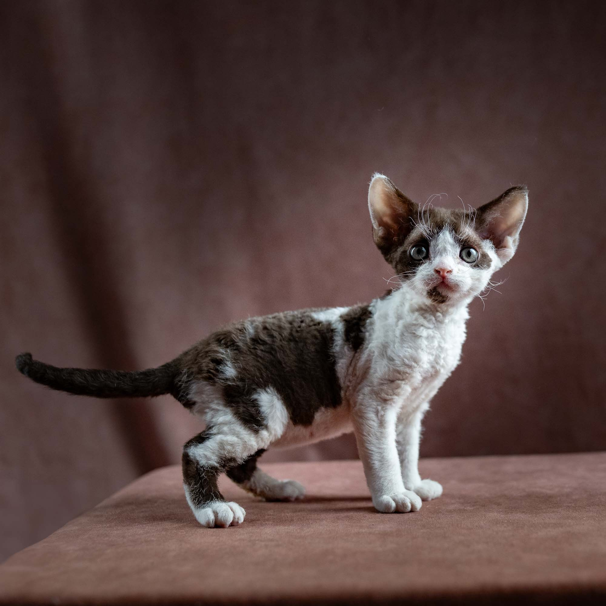 Henry,  boy, born 04.20.25. Devon Rex Pixie Cattery