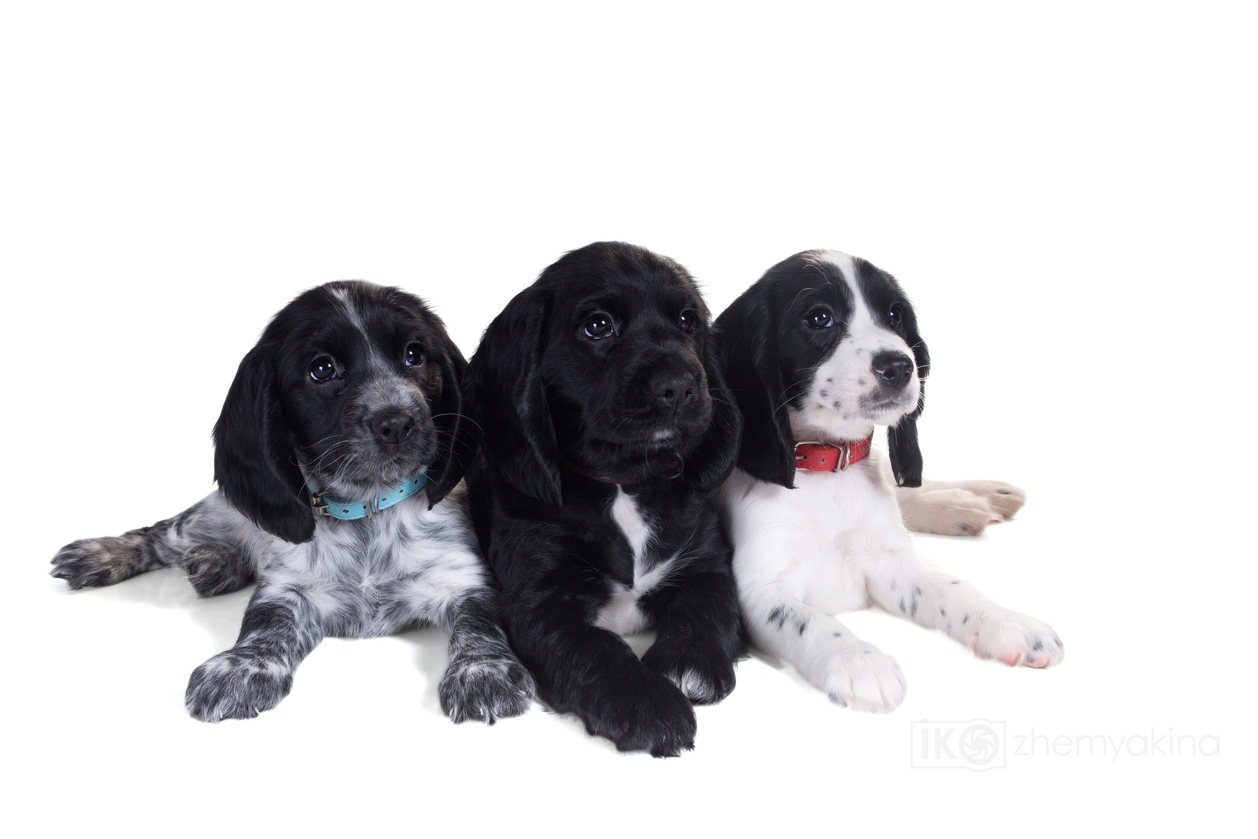 Russian spaniel. Photographer Irina Kozhemyakina. Houston