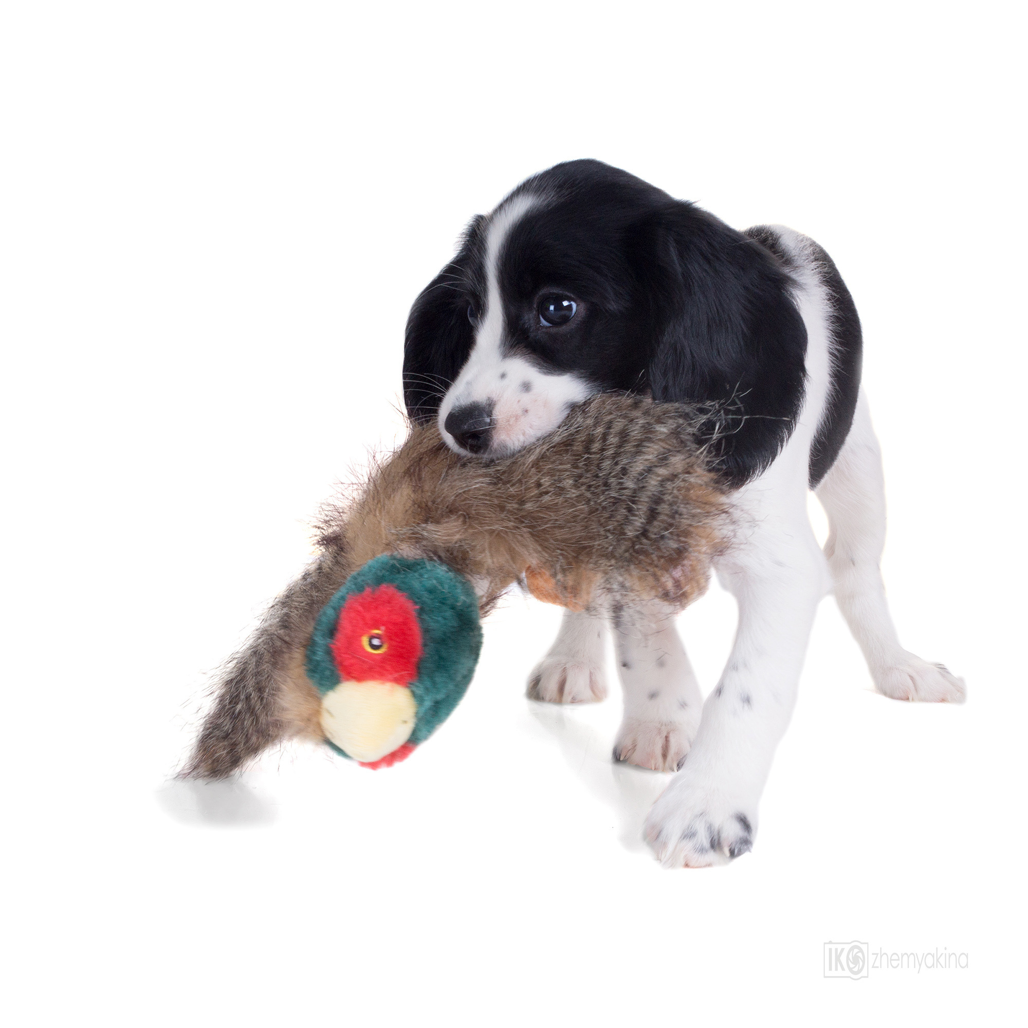 Russian spaniel. Photographer Irina Kozhemyakina. Houston