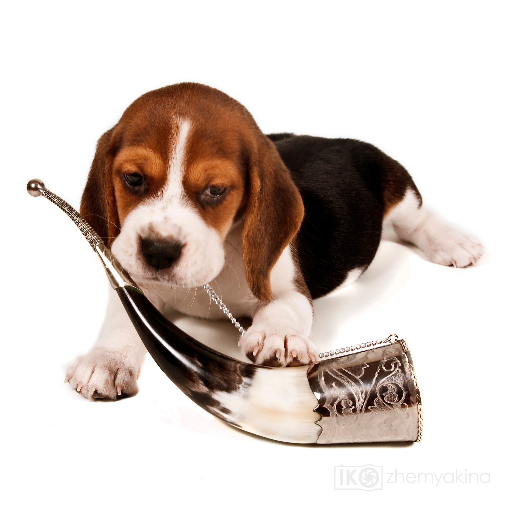 Beagle puppies. Photographer Irina Kozhemyakina. Houston