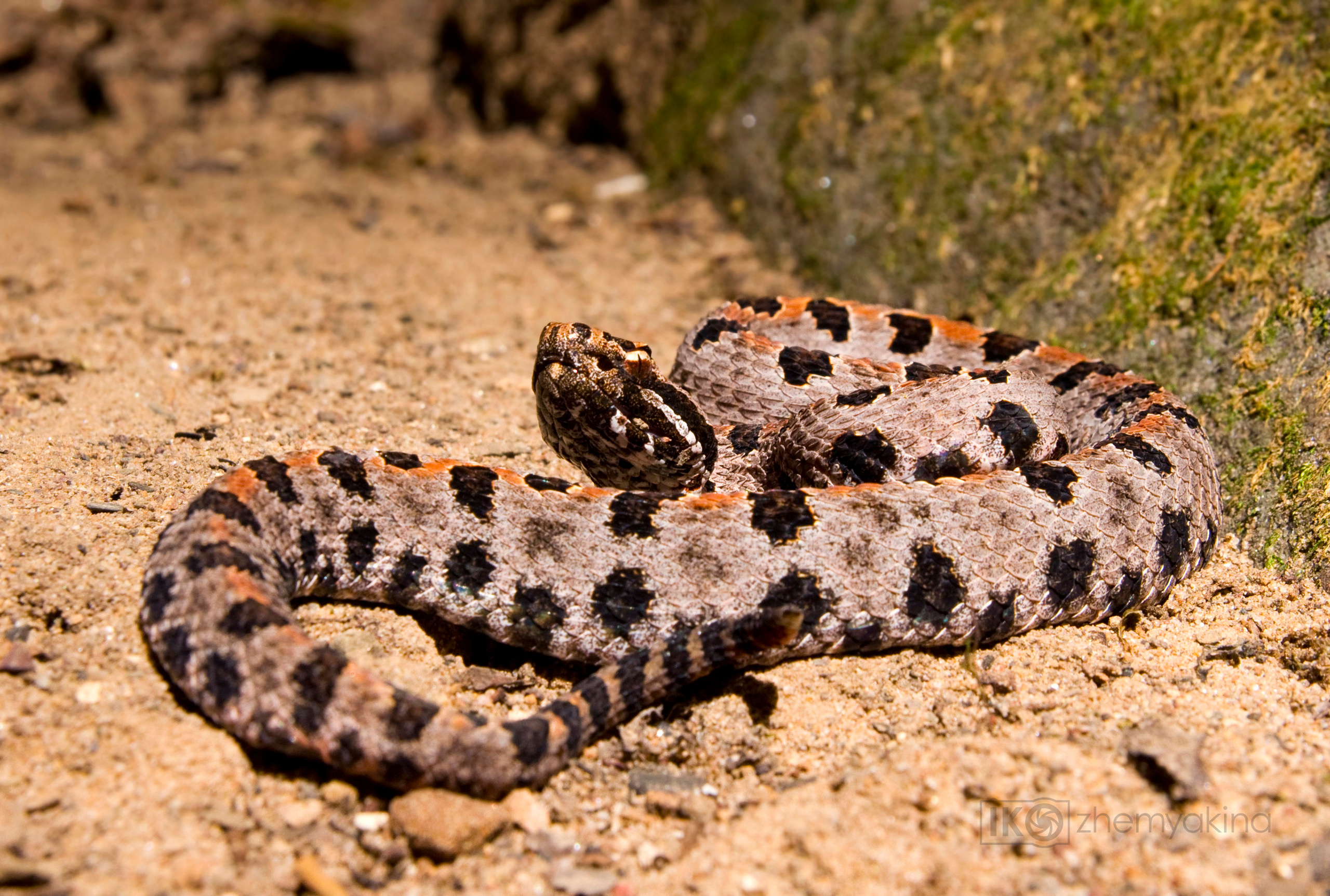 Photographer Irina Kozhemyakina. Houston