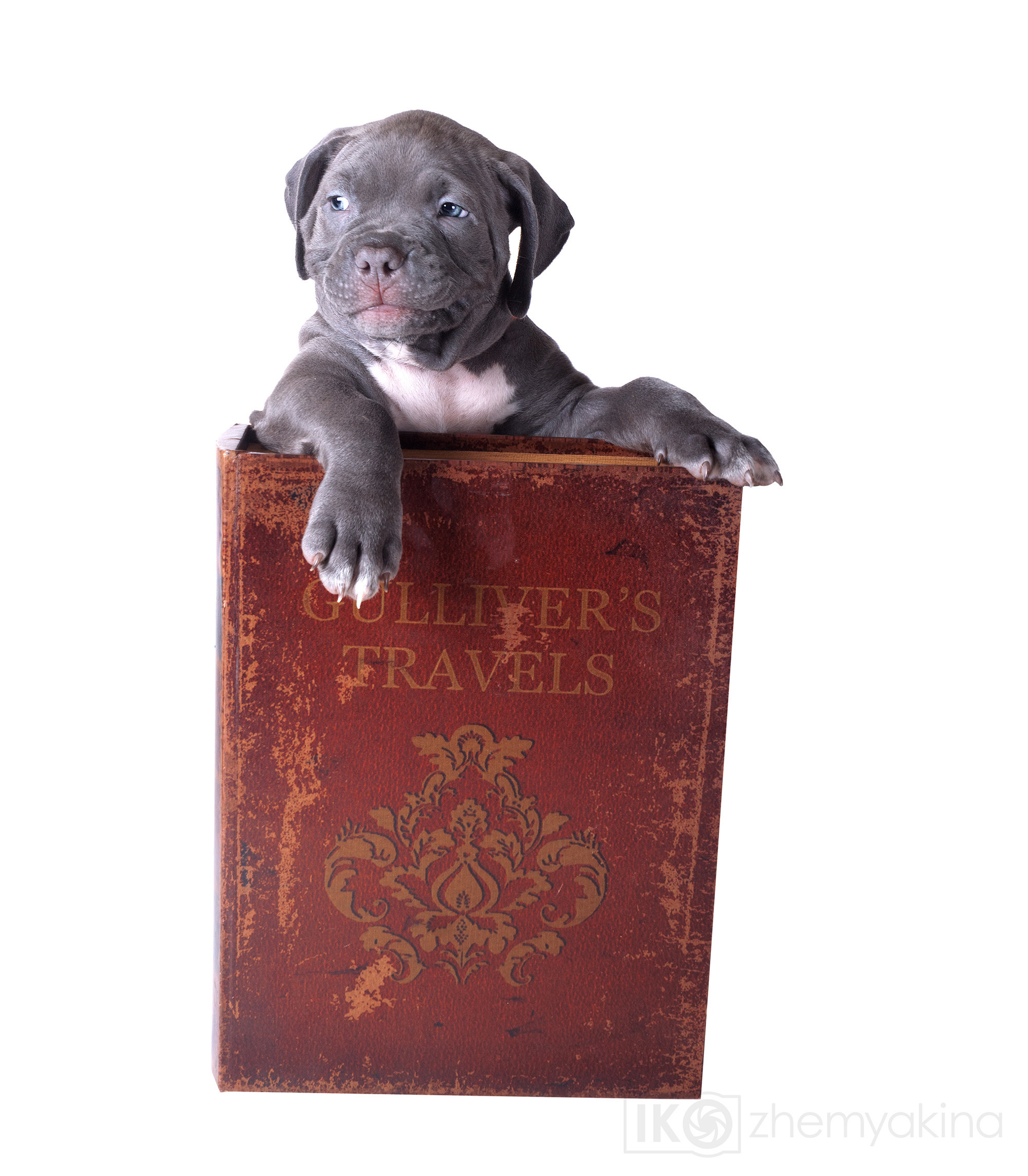 Swag Kennels. Photographer Irina Kozhemyakina. Houston