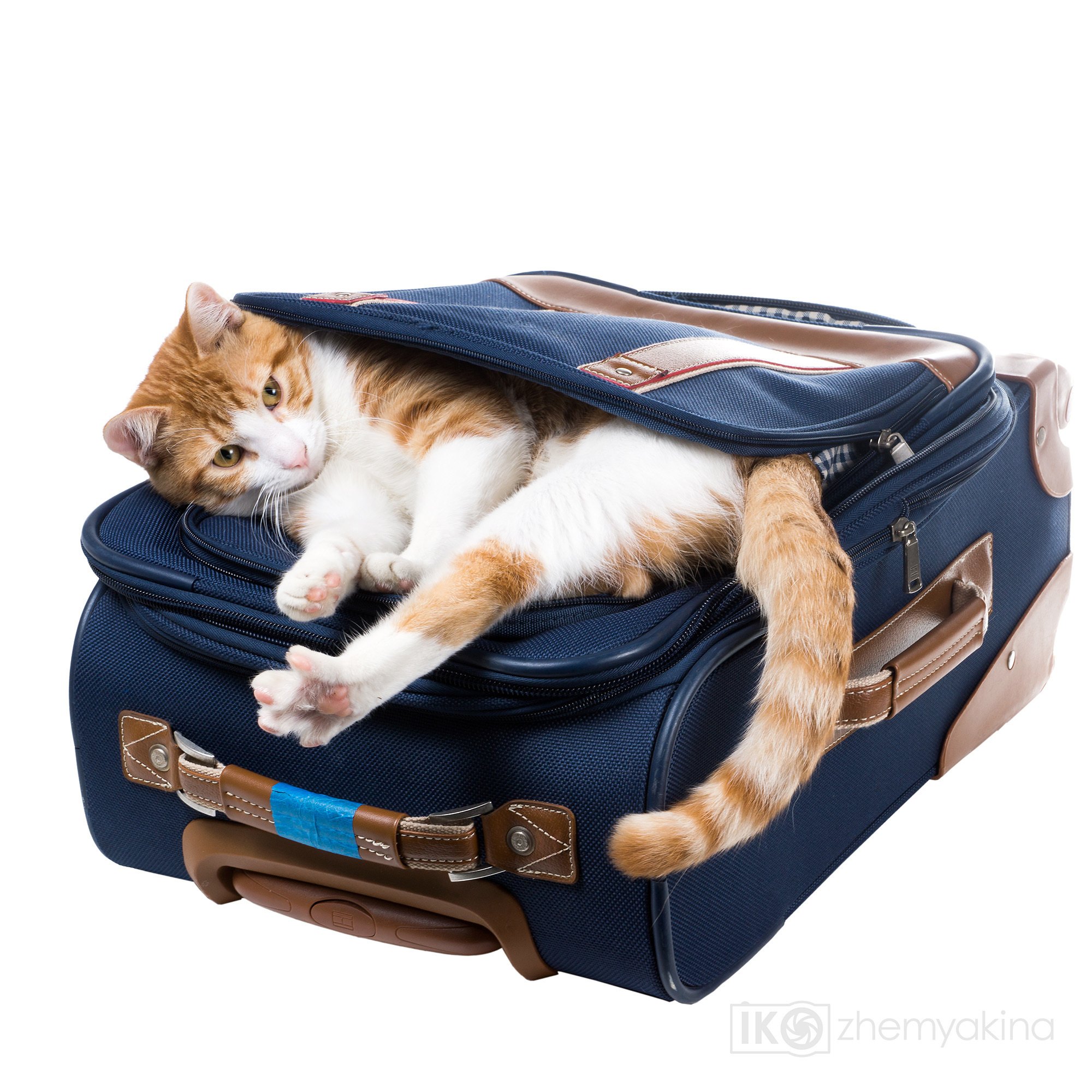 Ginger cats and kittens. Photographer Irina Kozhemyakina. Houston