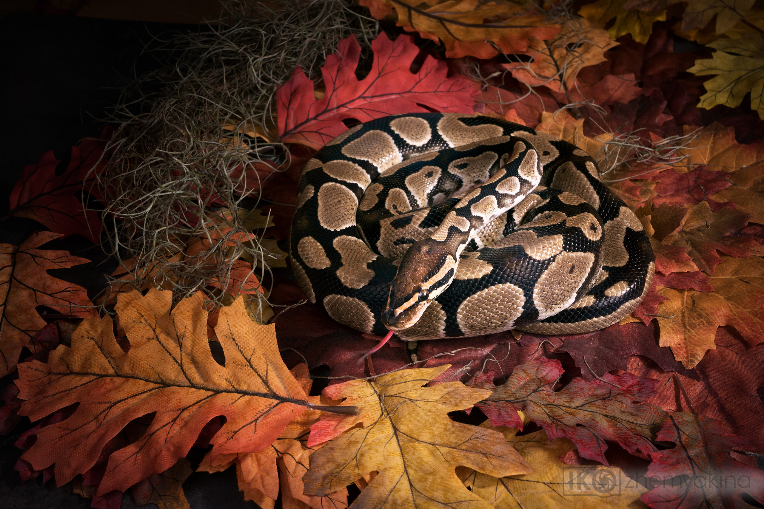 Photographer Irina Kozhemyakina. Houston