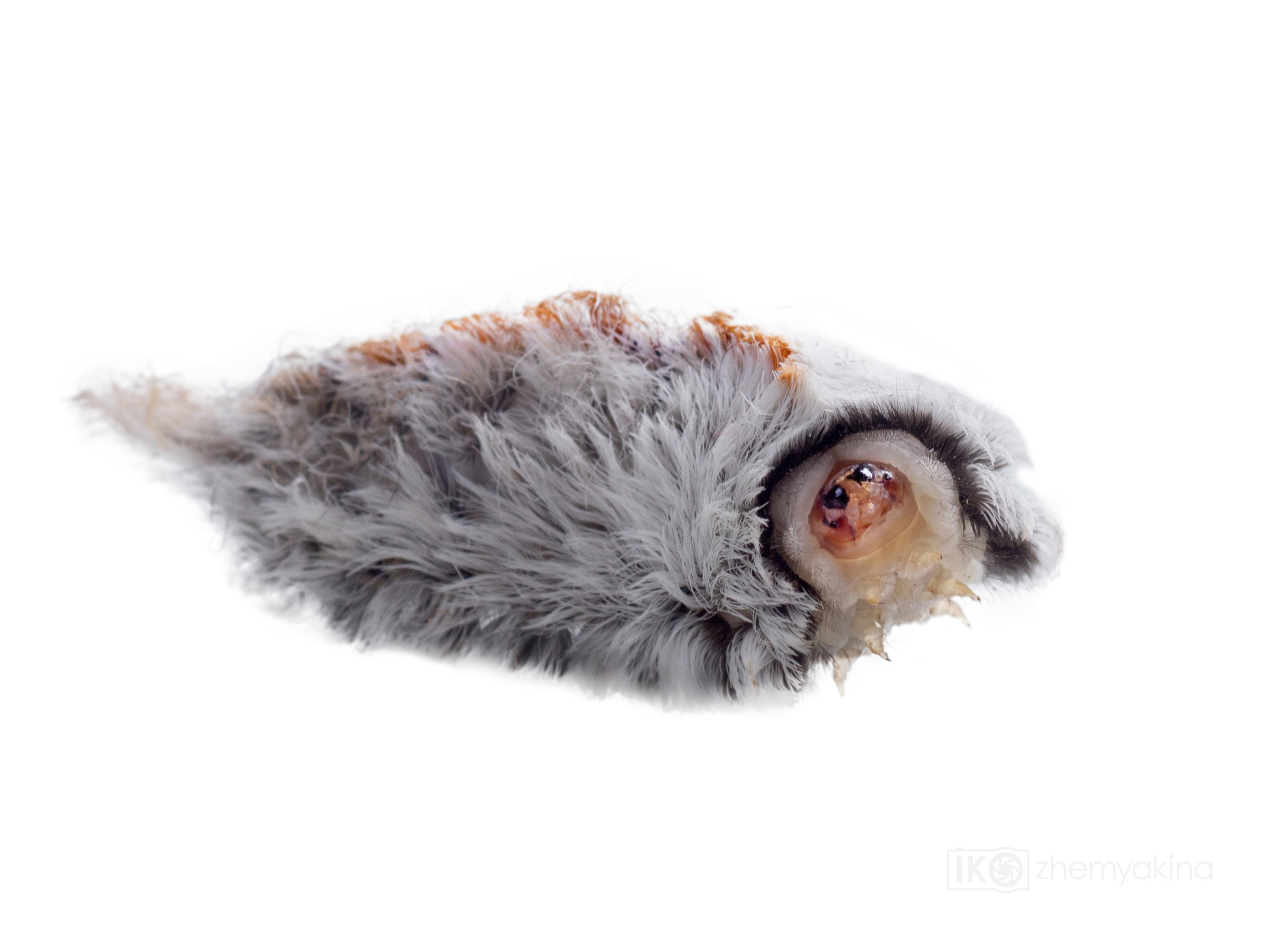 Southern flannel moth (megalopyge opercularis). Photographer Irina Kozhemyakina. Houston