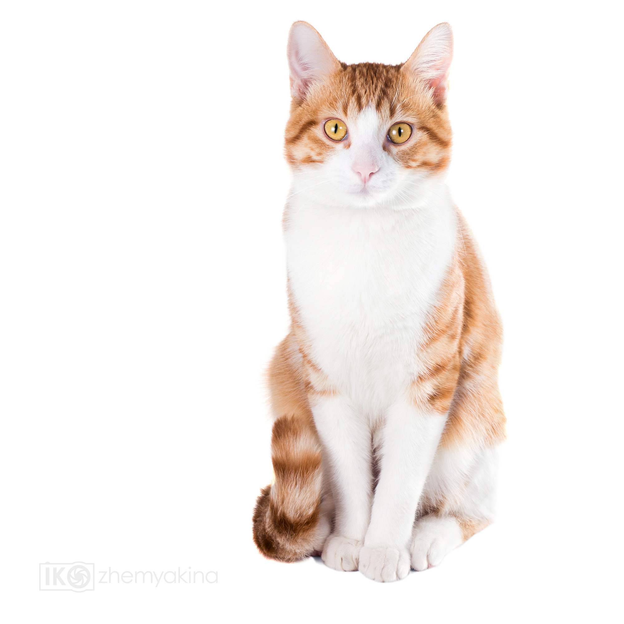 Ginger cats and kittens. Photographer Irina Kozhemyakina. Houston