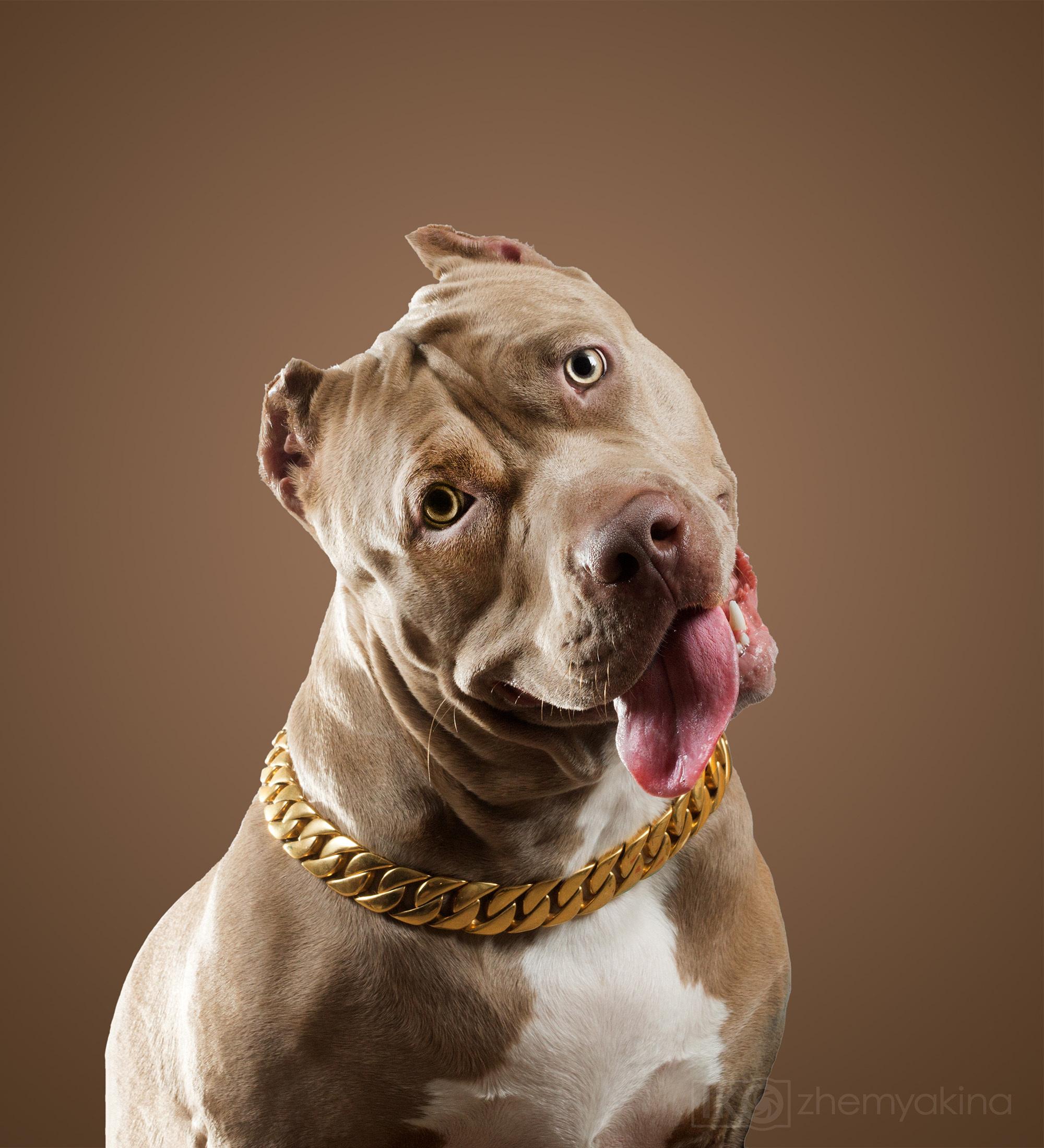 Swag Kennels. Photographer Irina Kozhemyakina. Houston