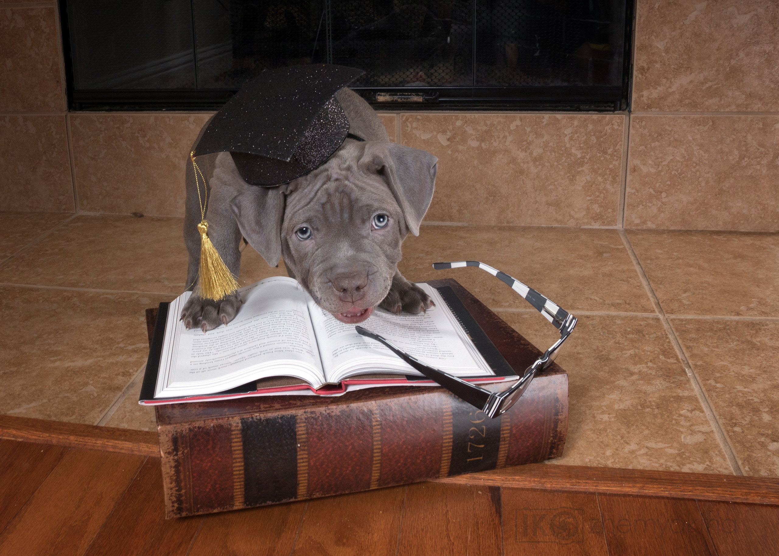 Swag Kennels. Photographer Irina Kozhemyakina. Houston