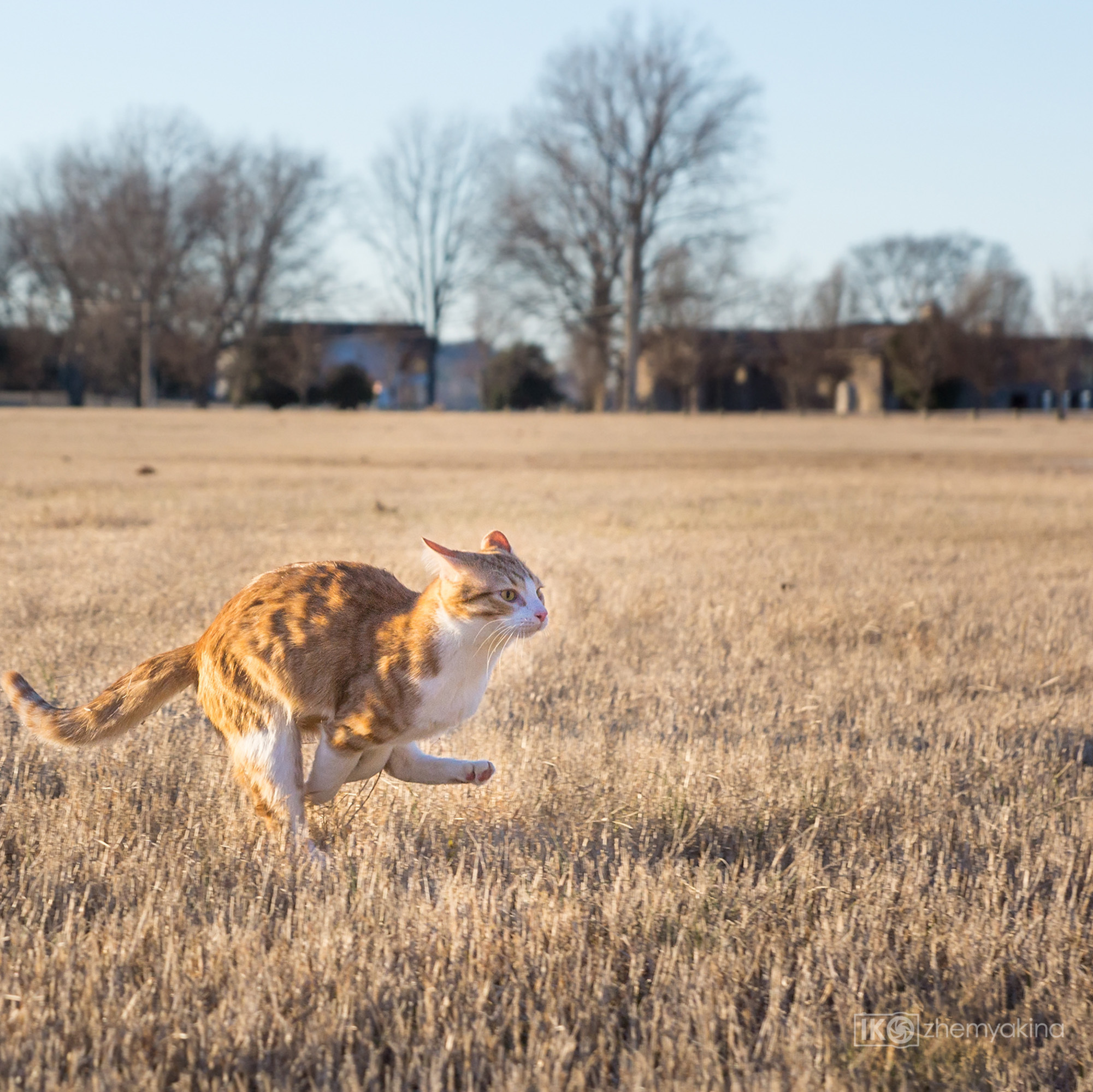 Ginger cats and kittens. Photographer Irina Kozhemyakina. Houston