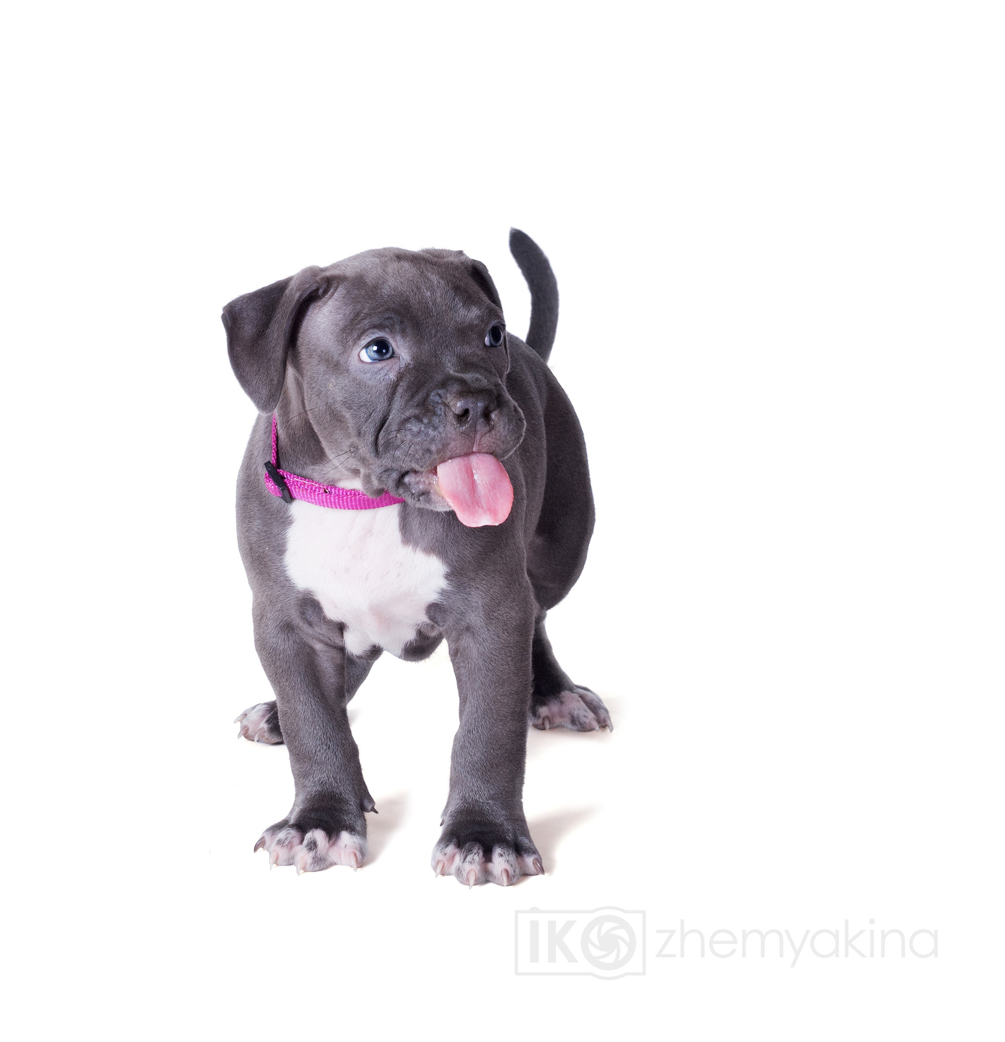 Swag Kennels. Photographer Irina Kozhemyakina. Houston