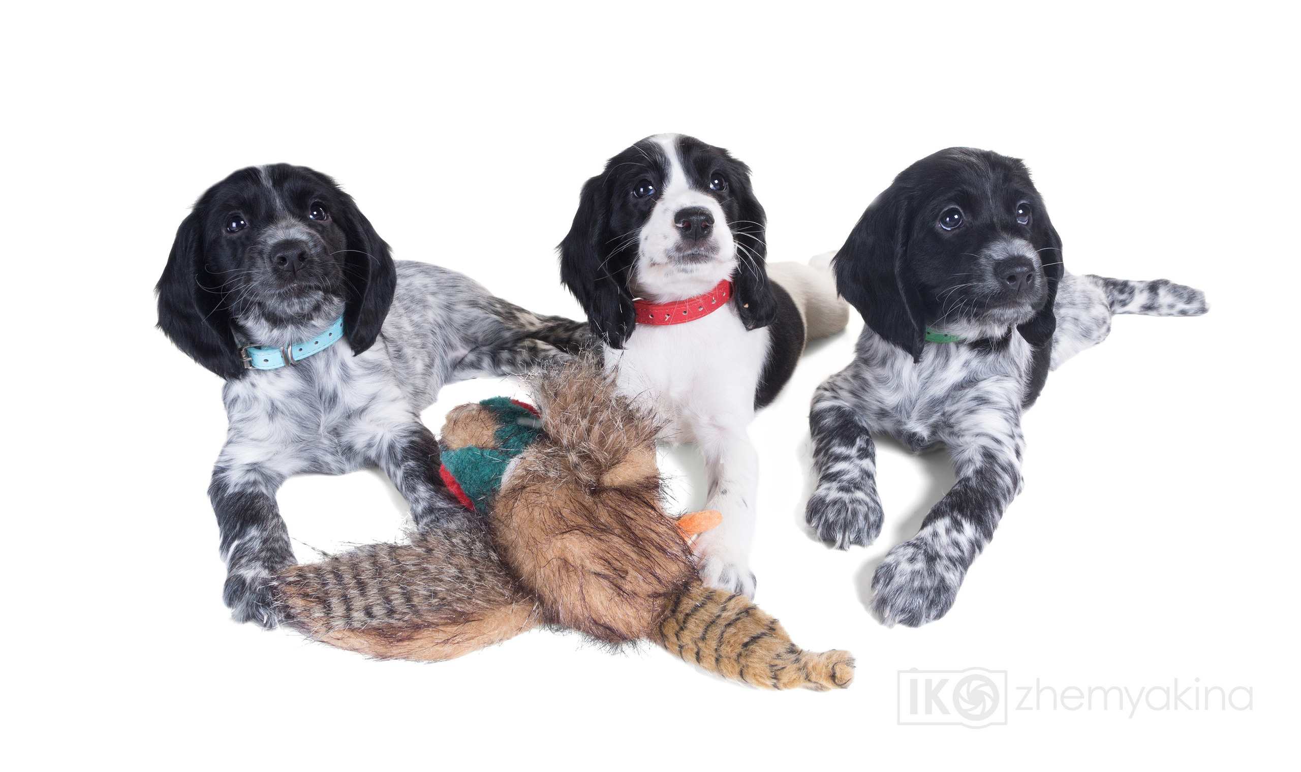 Russian spaniel. Photographer Irina Kozhemyakina. Houston