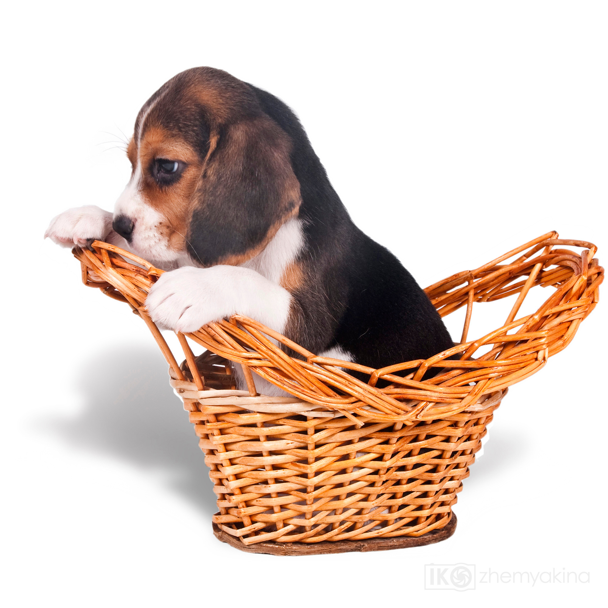 Beagle puppies. Photographer Irina Kozhemyakina. Houston