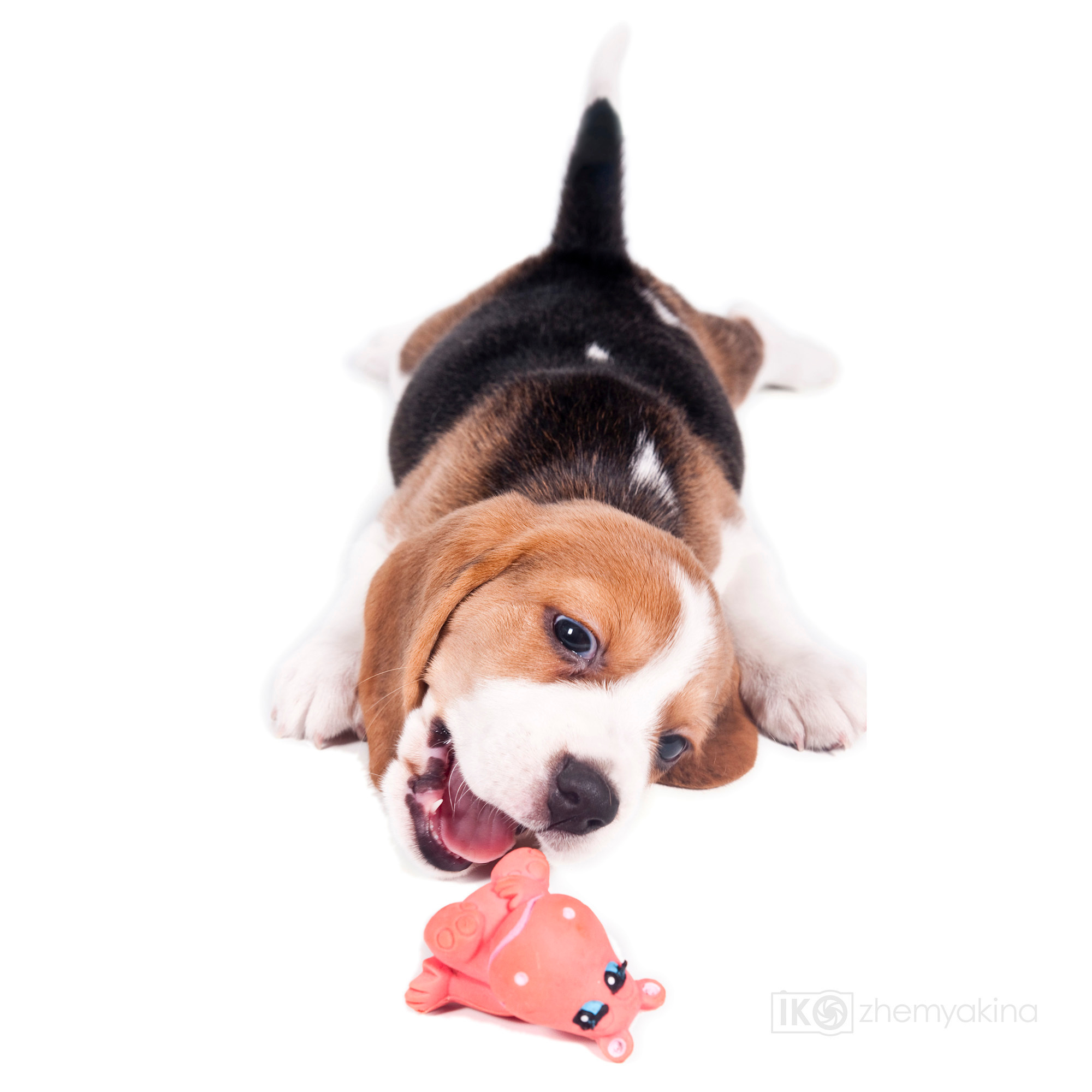 Beagle puppies. Photographer Irina Kozhemyakina. Houston