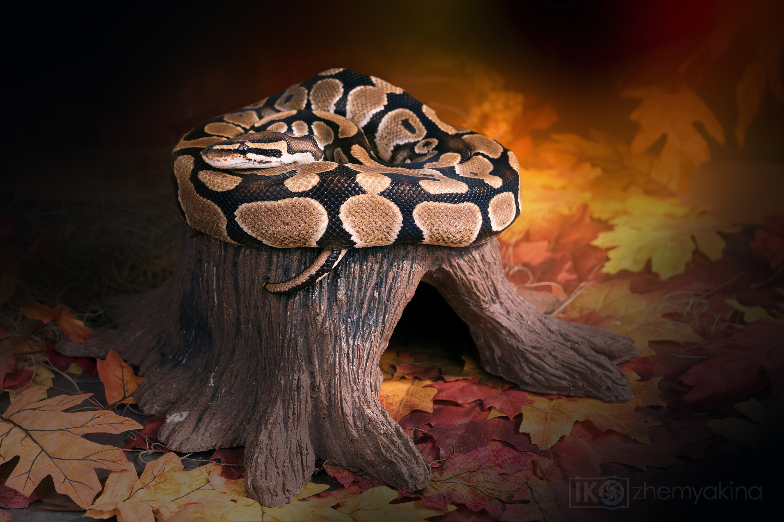 Photographer Irina Kozhemyakina. Houston