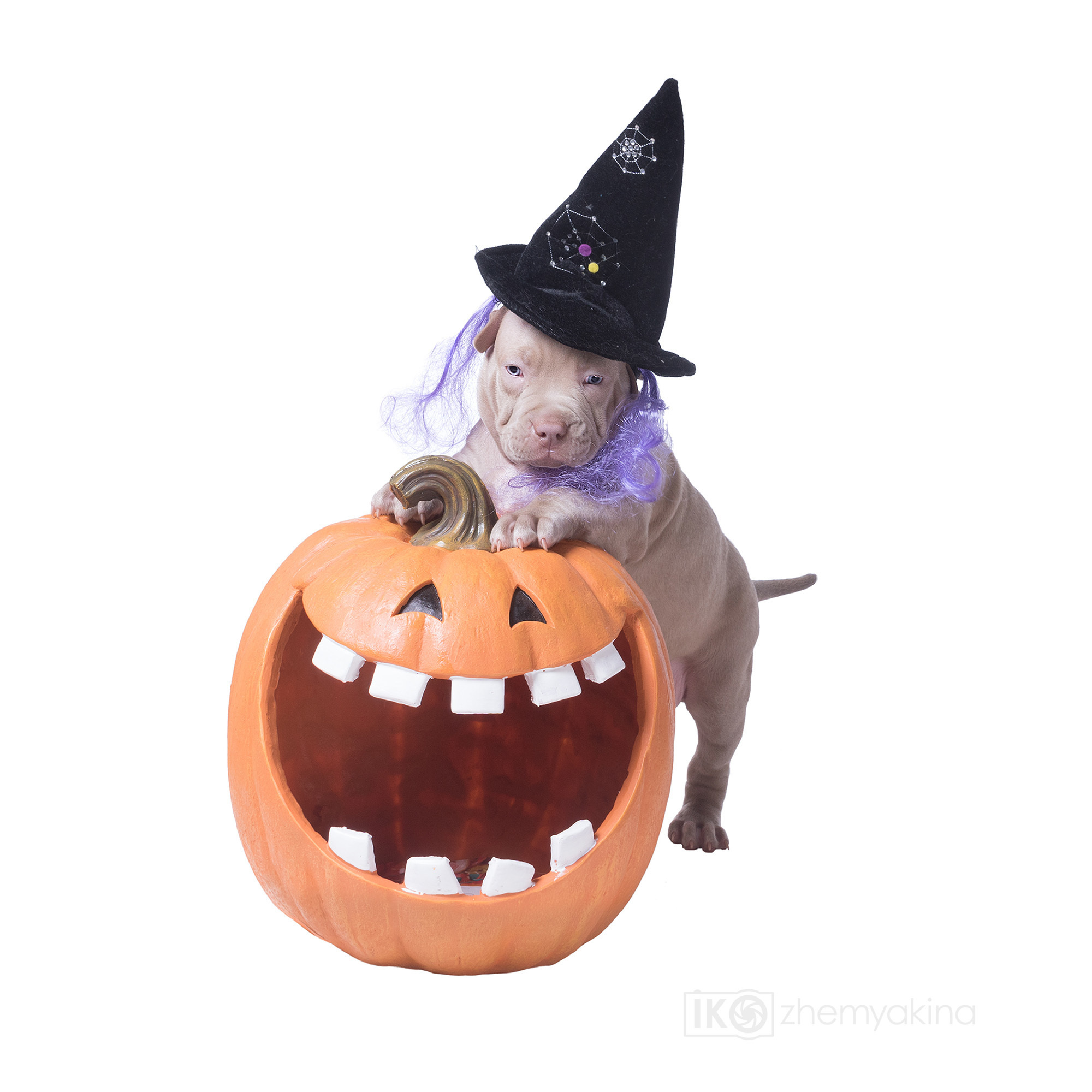 Swag Kennels. Photographer Irina Kozhemyakina. Houston