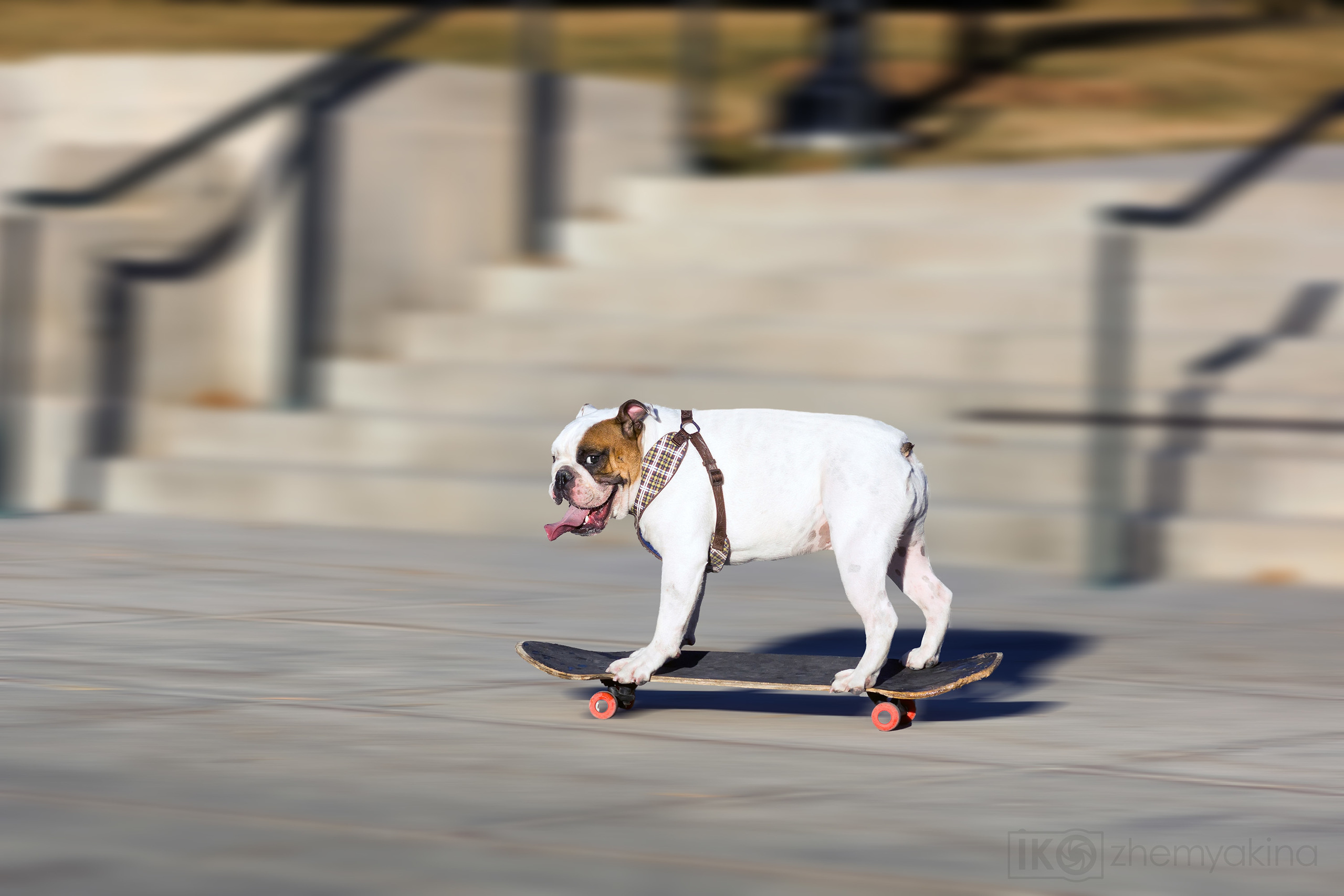 English bulldog. Photographer Irina Kozhemyakina. Houston