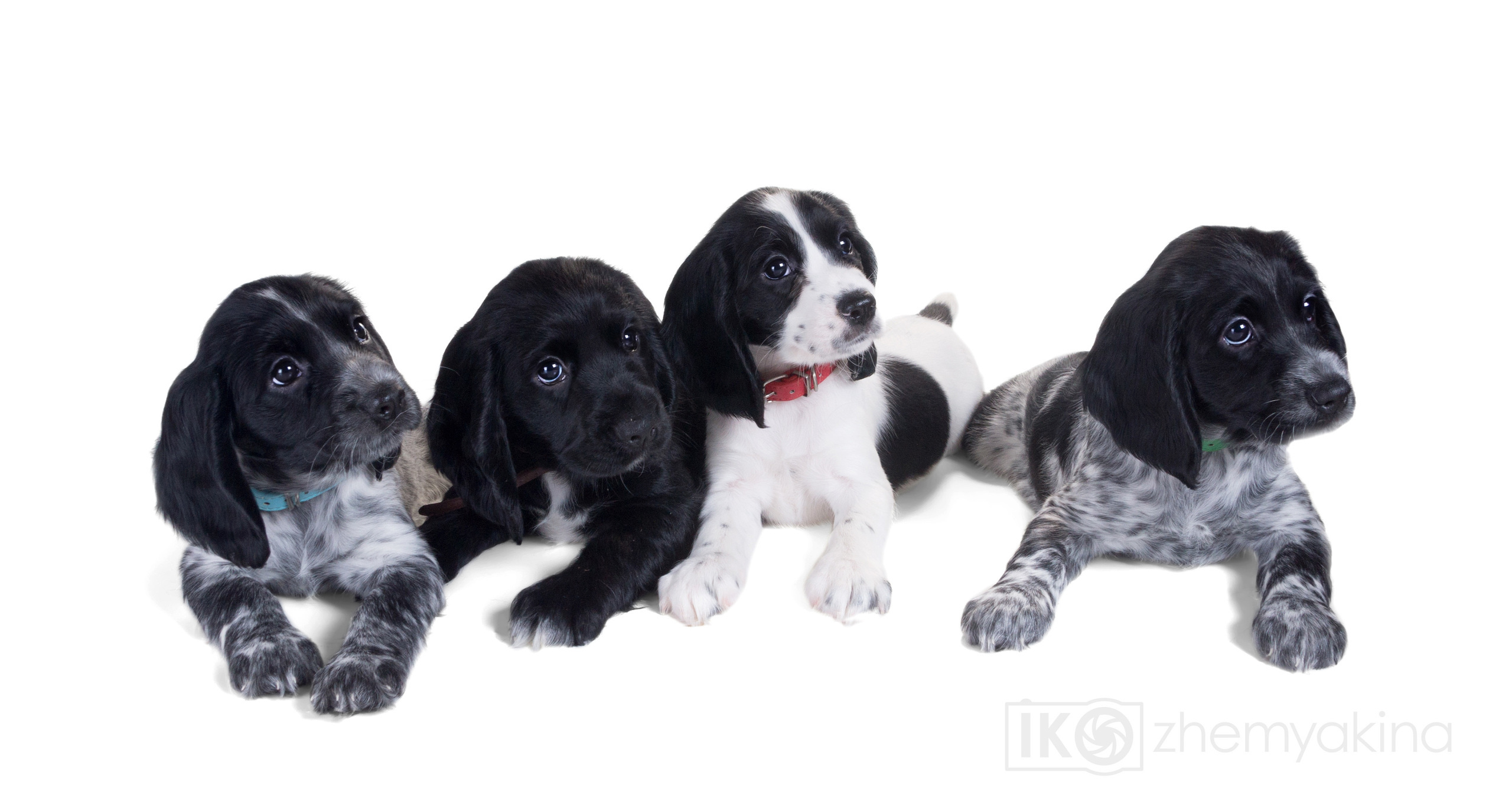 Russian spaniel. Photographer Irina Kozhemyakina. Houston