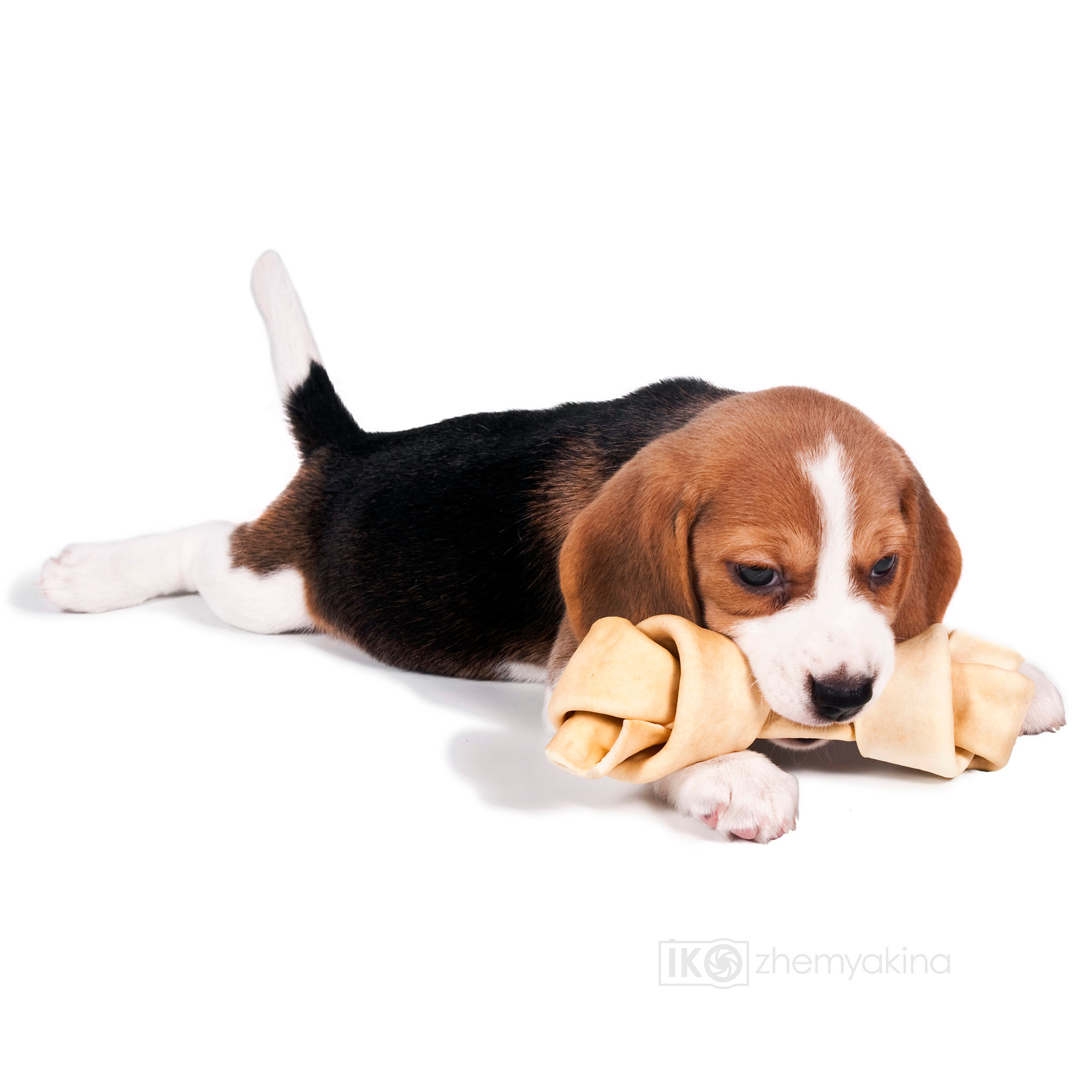 Beagle puppies. Photographer Irina Kozhemyakina. Houston