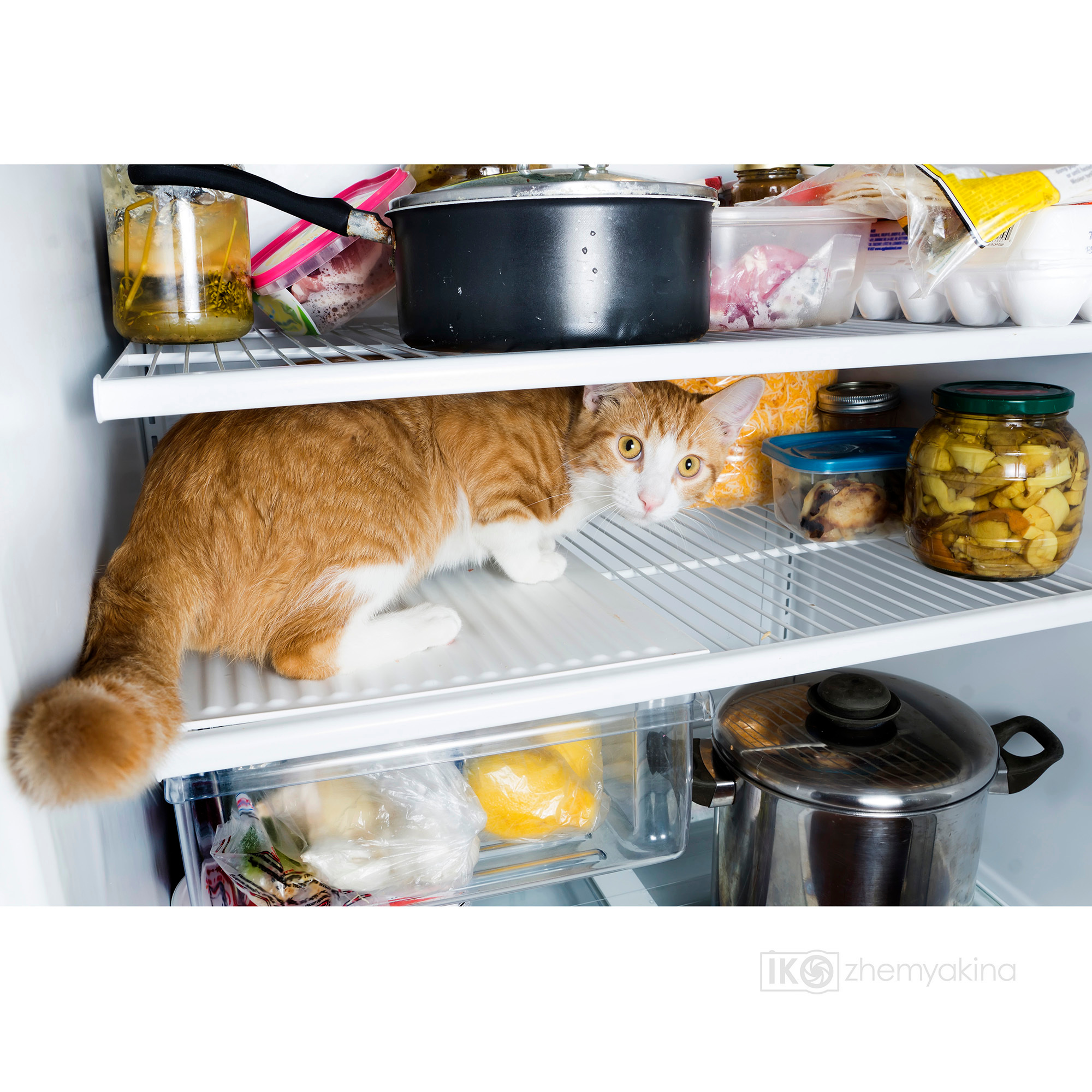 Ginger cats and kittens. Photographer Irina Kozhemyakina. Houston