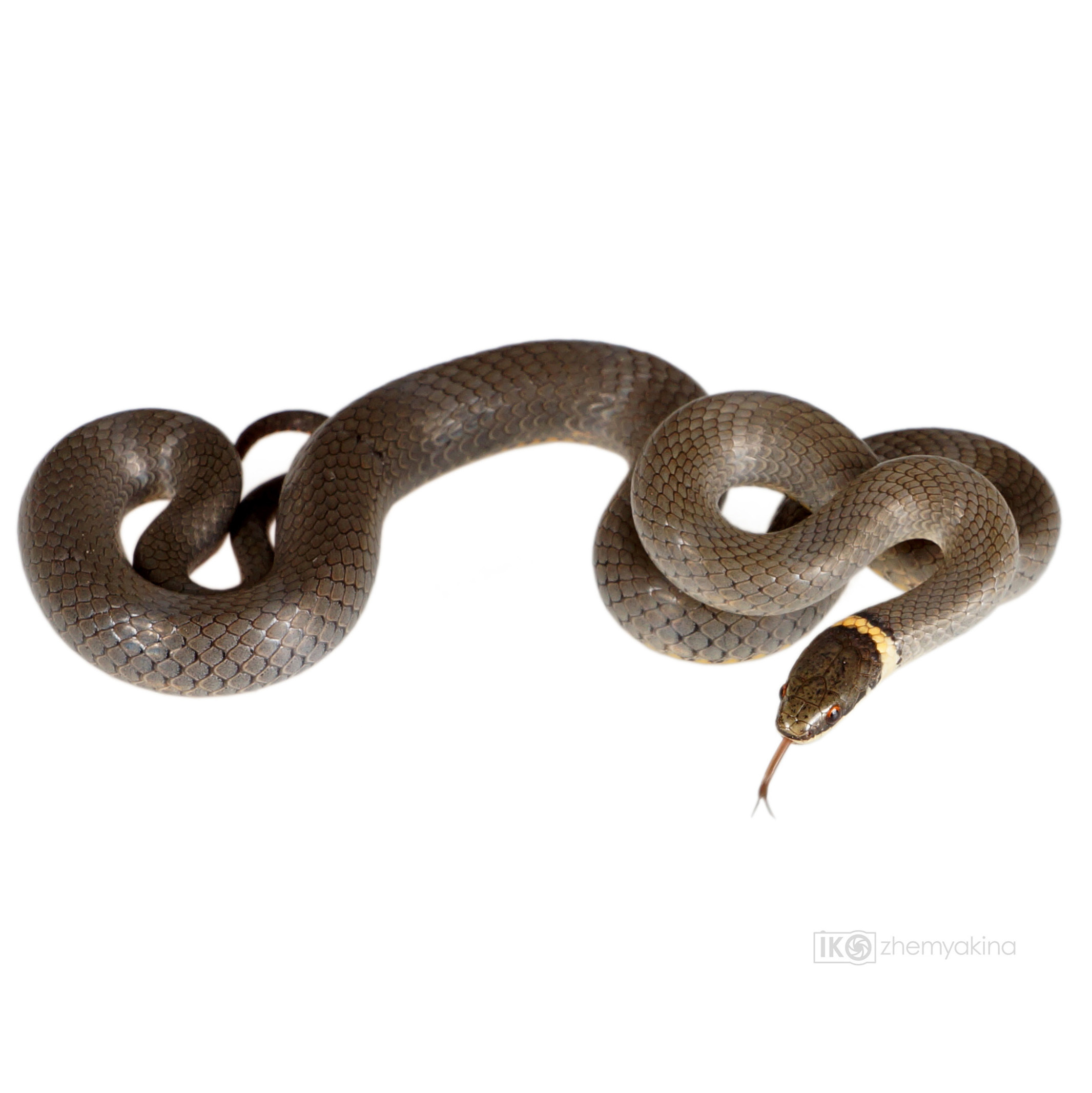 Photographer Irina Kozhemyakina. Houston