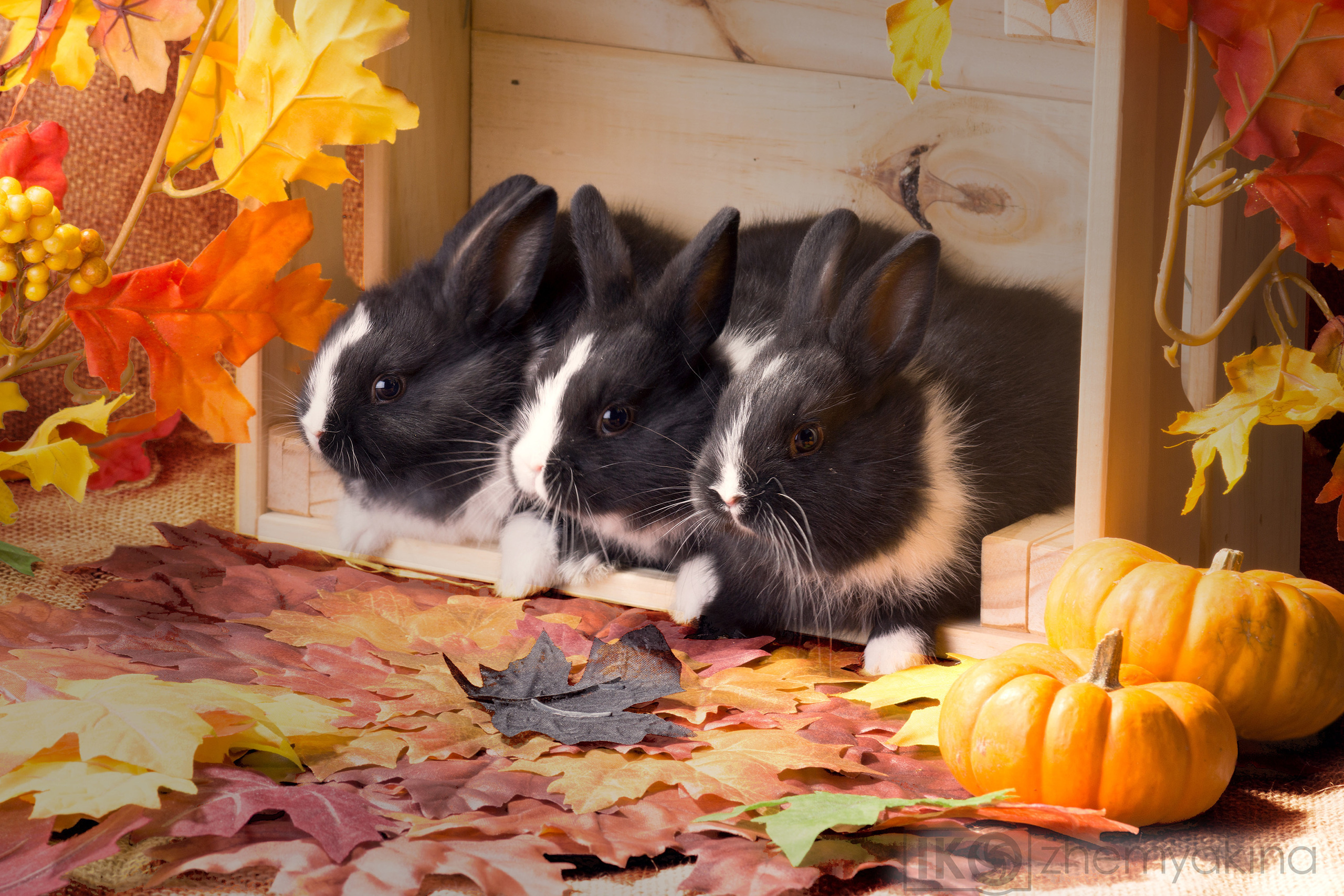 Photographer Irina Kozhemyakina. Houston