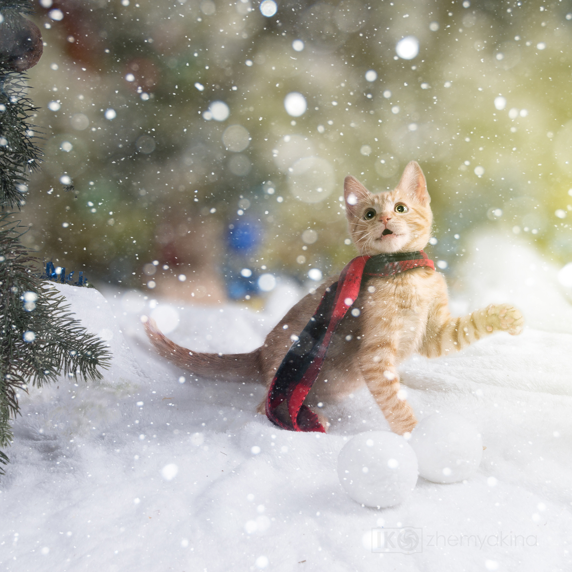 Ginger cats and kittens. Photographer Irina Kozhemyakina. Houston