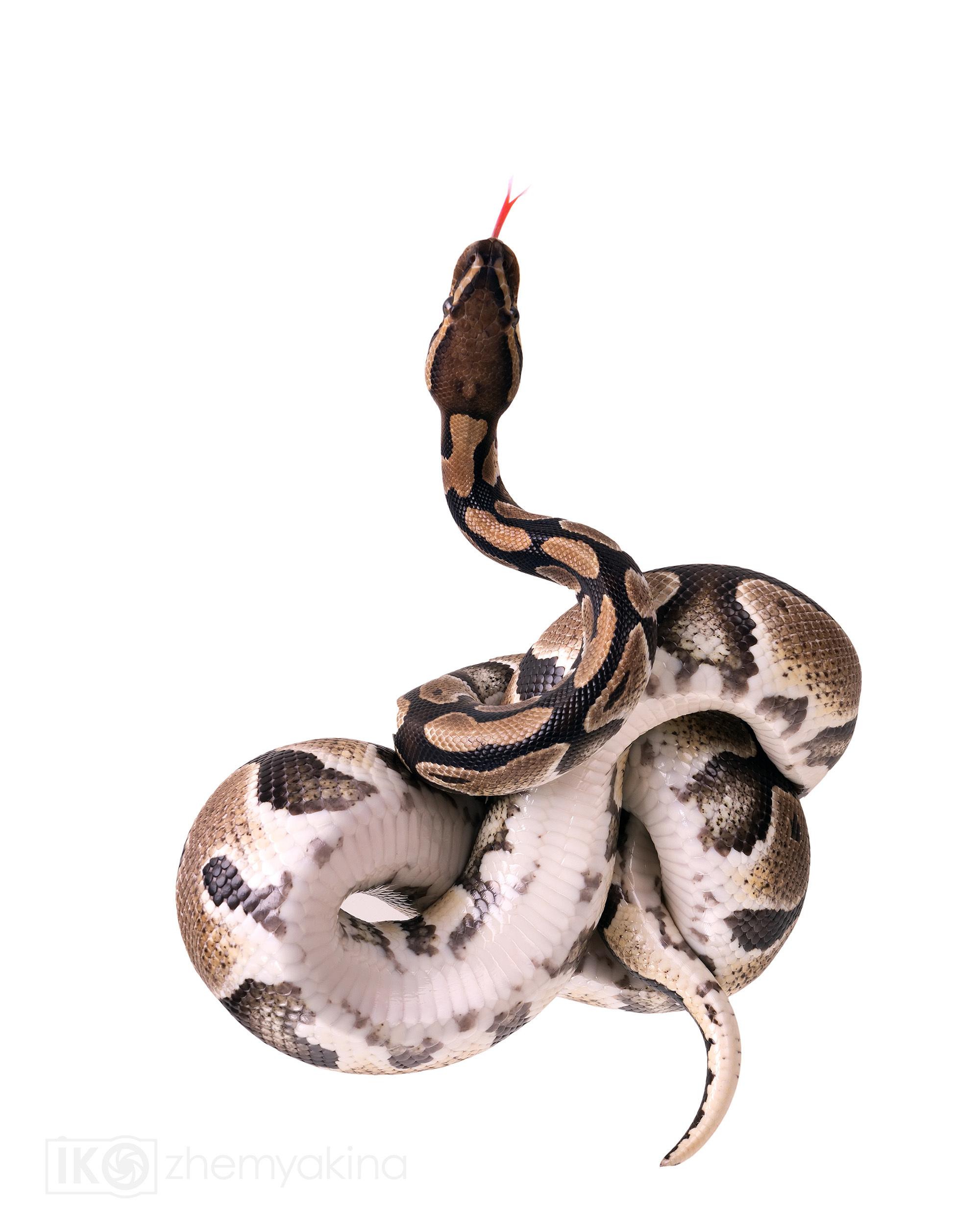 Photographer Irina Kozhemyakina. Houston