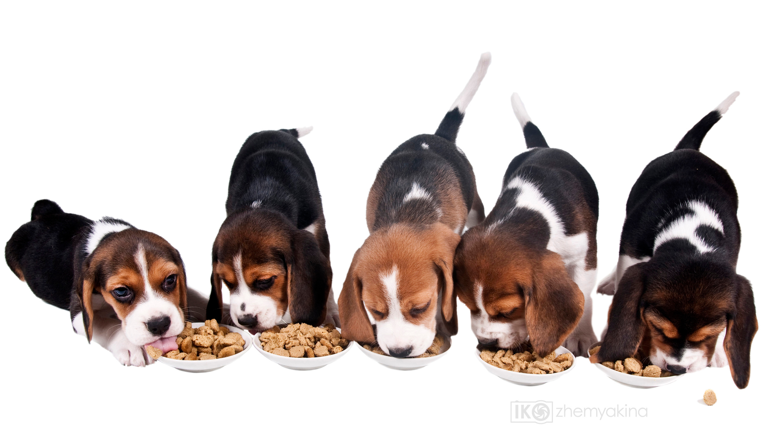 Beagle puppies. Photographer Irina Kozhemyakina. Houston