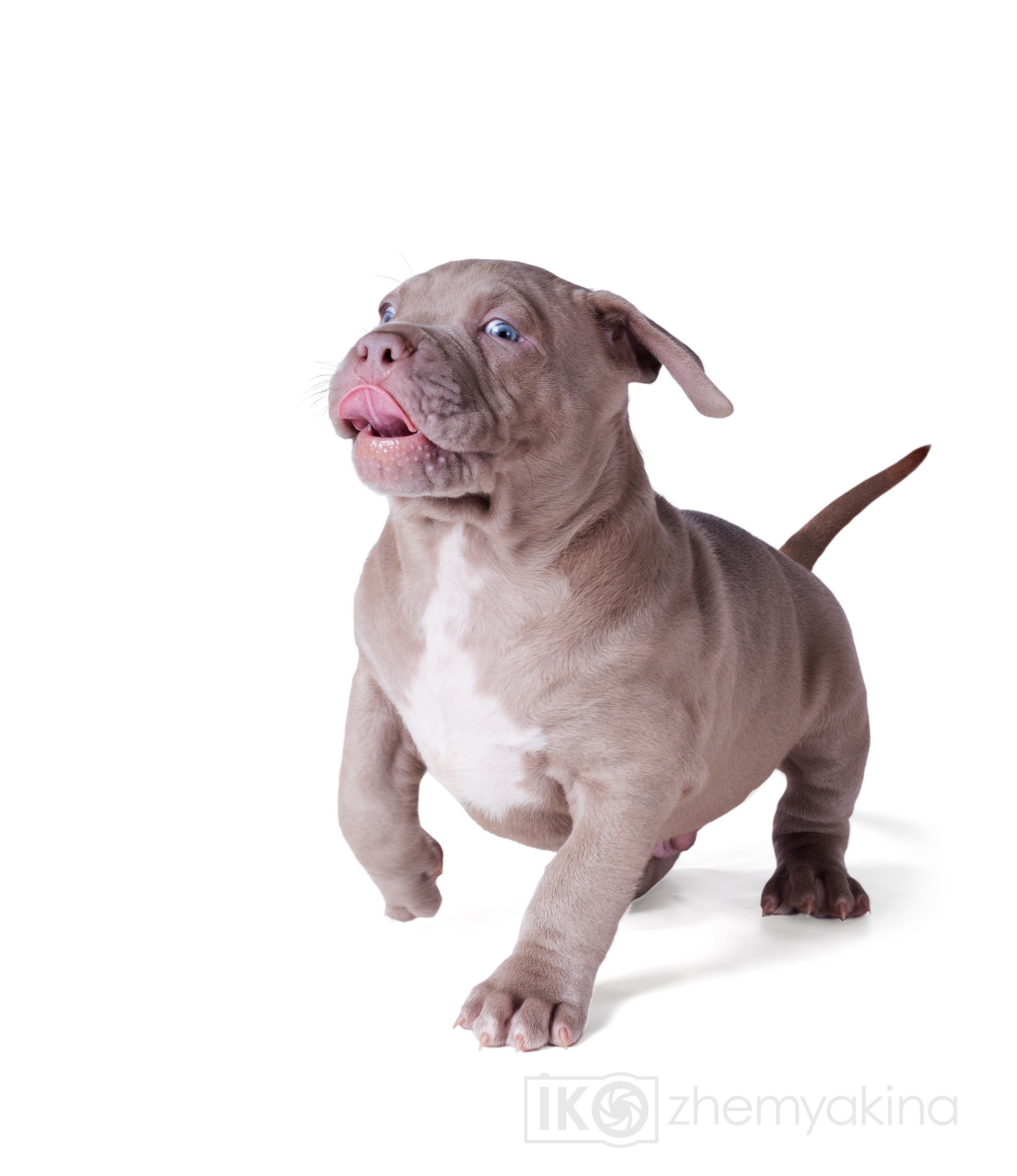 Swag Kennels. Photographer Irina Kozhemyakina. Houston