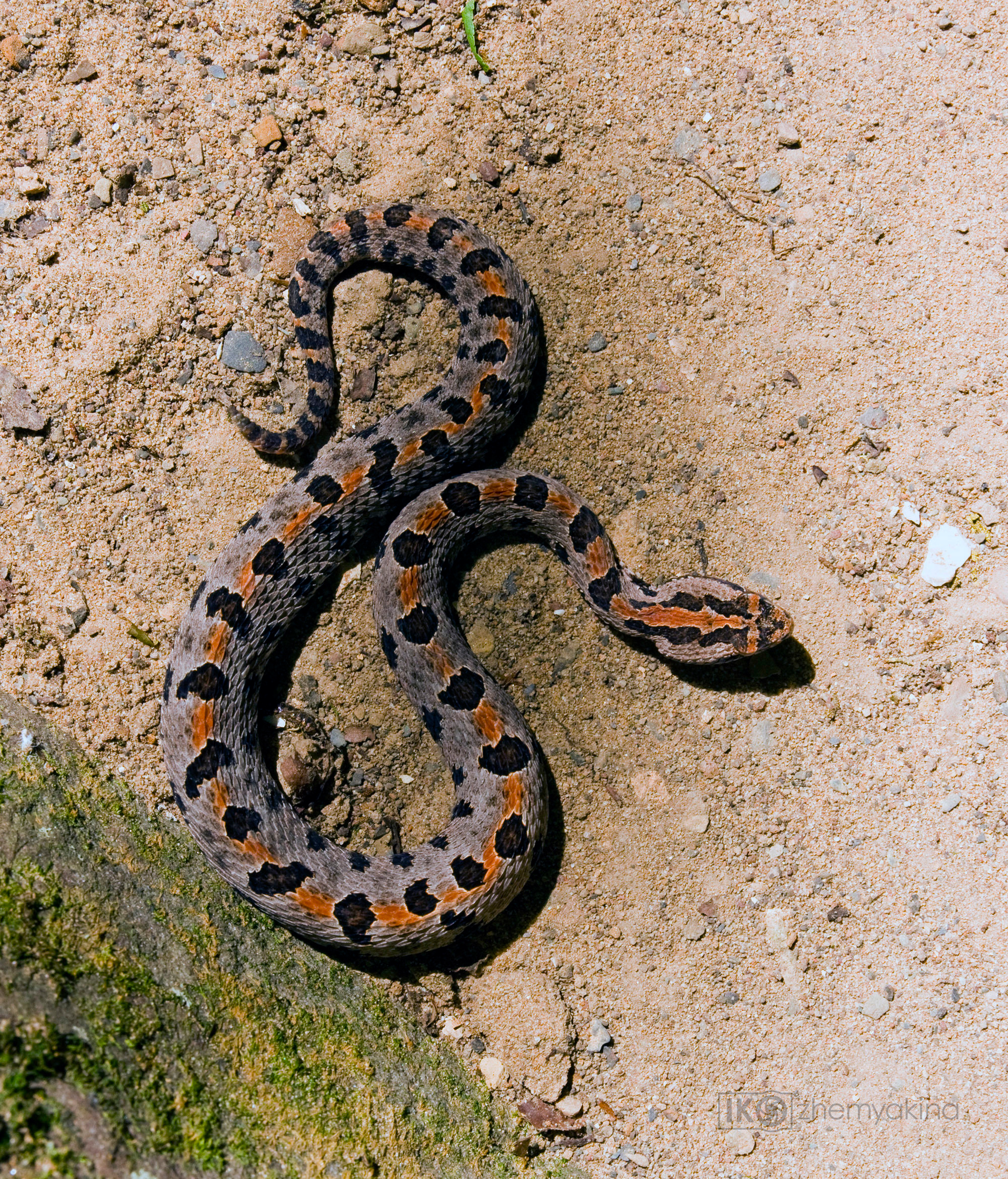 Photographer Irina Kozhemyakina. Houston