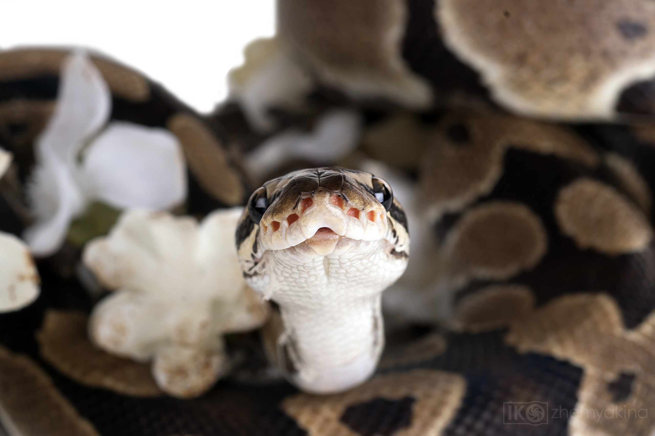 Photographer Irina Kozhemyakina. Houston