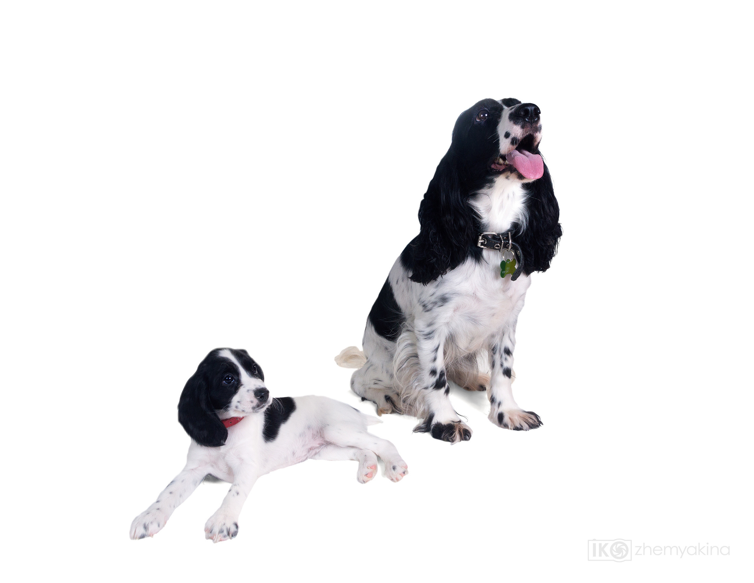 Russian spaniel. Photographer Irina Kozhemyakina. Houston