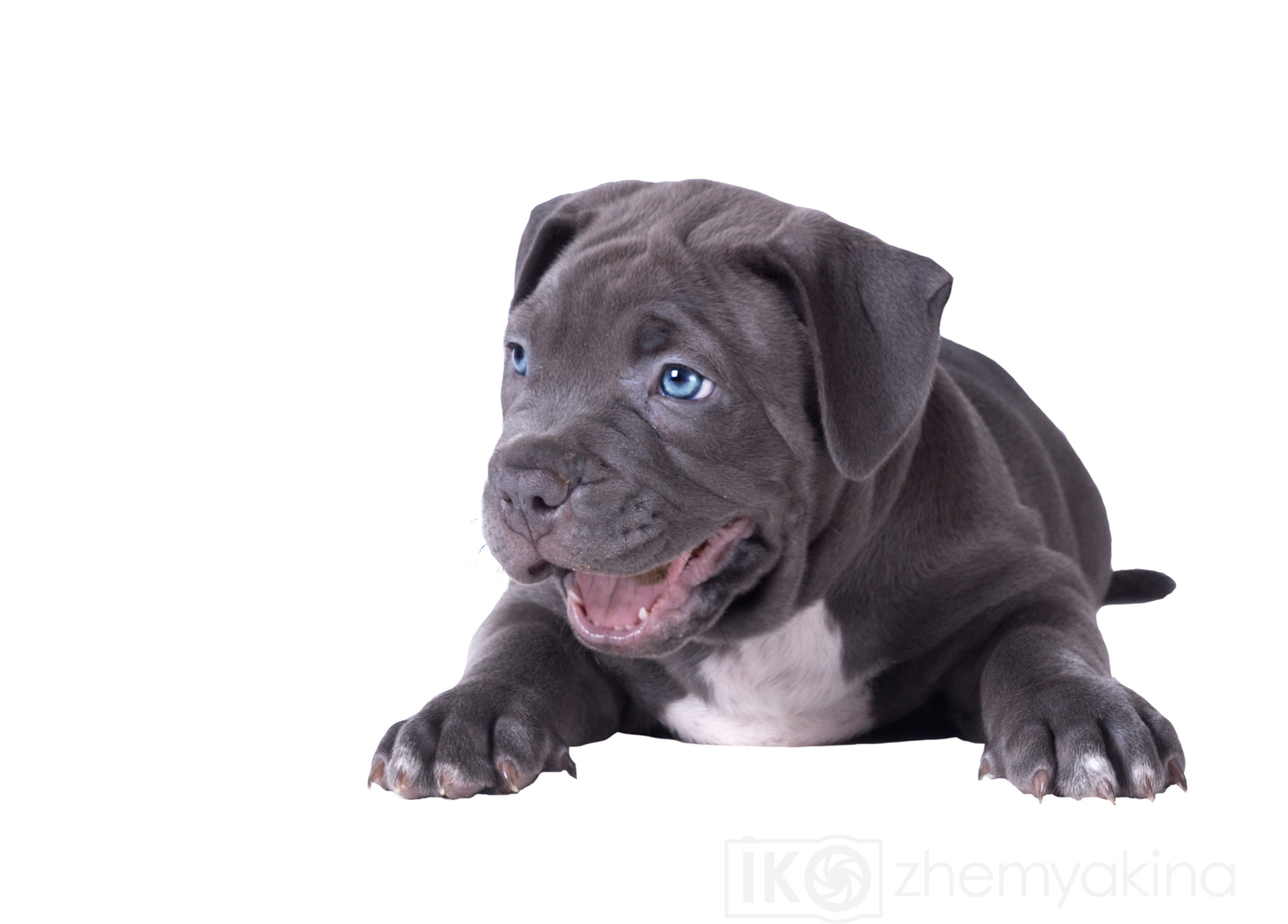 Swag Kennels. Photographer Irina Kozhemyakina. Houston