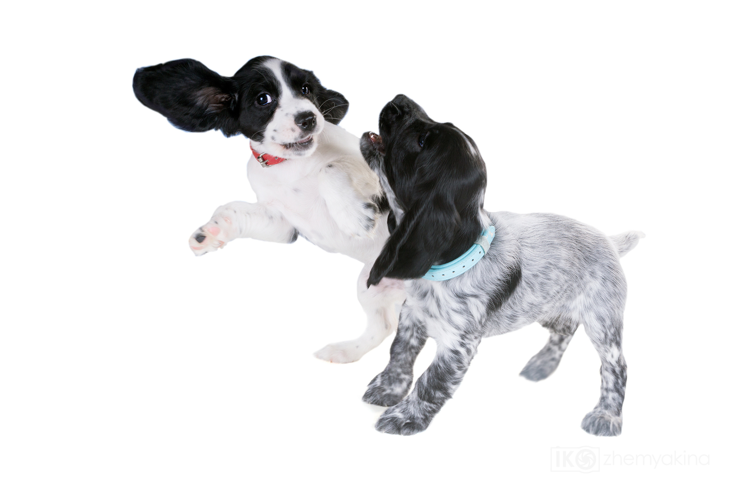 Russian spaniel. Photographer Irina Kozhemyakina. Houston