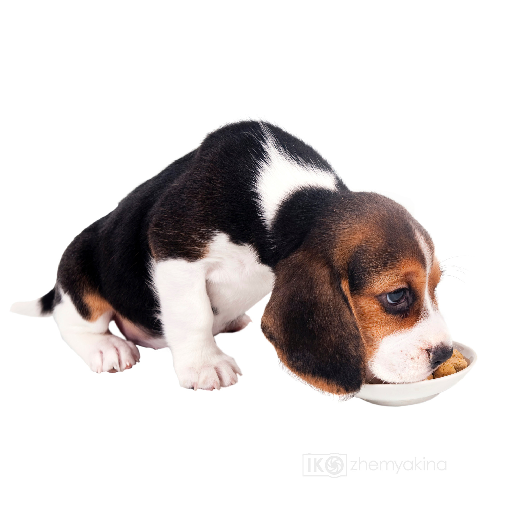 Beagle puppies. Photographer Irina Kozhemyakina. Houston