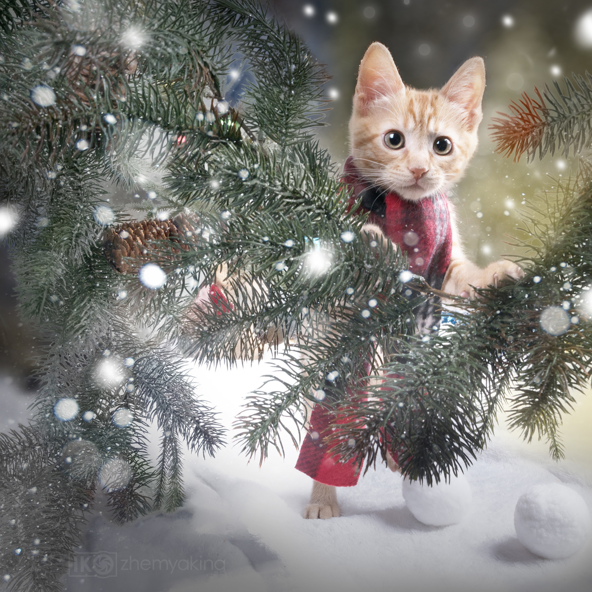Ginger cats and kittens. Photographer Irina Kozhemyakina. Houston