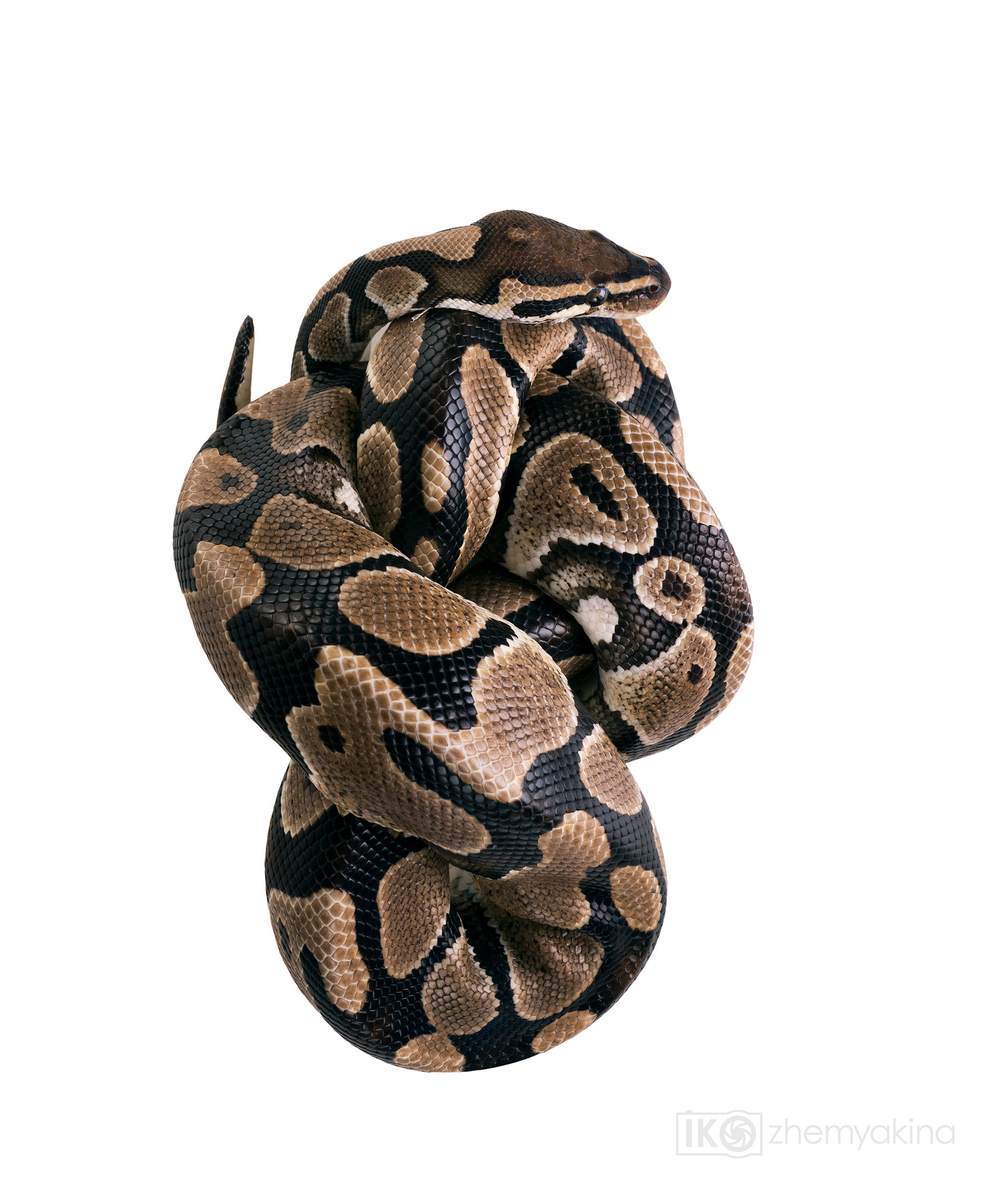 Photographer Irina Kozhemyakina. Houston