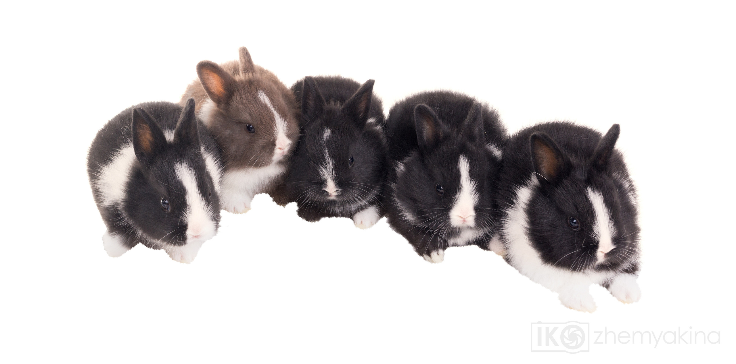 Photographer Irina Kozhemyakina. Houston