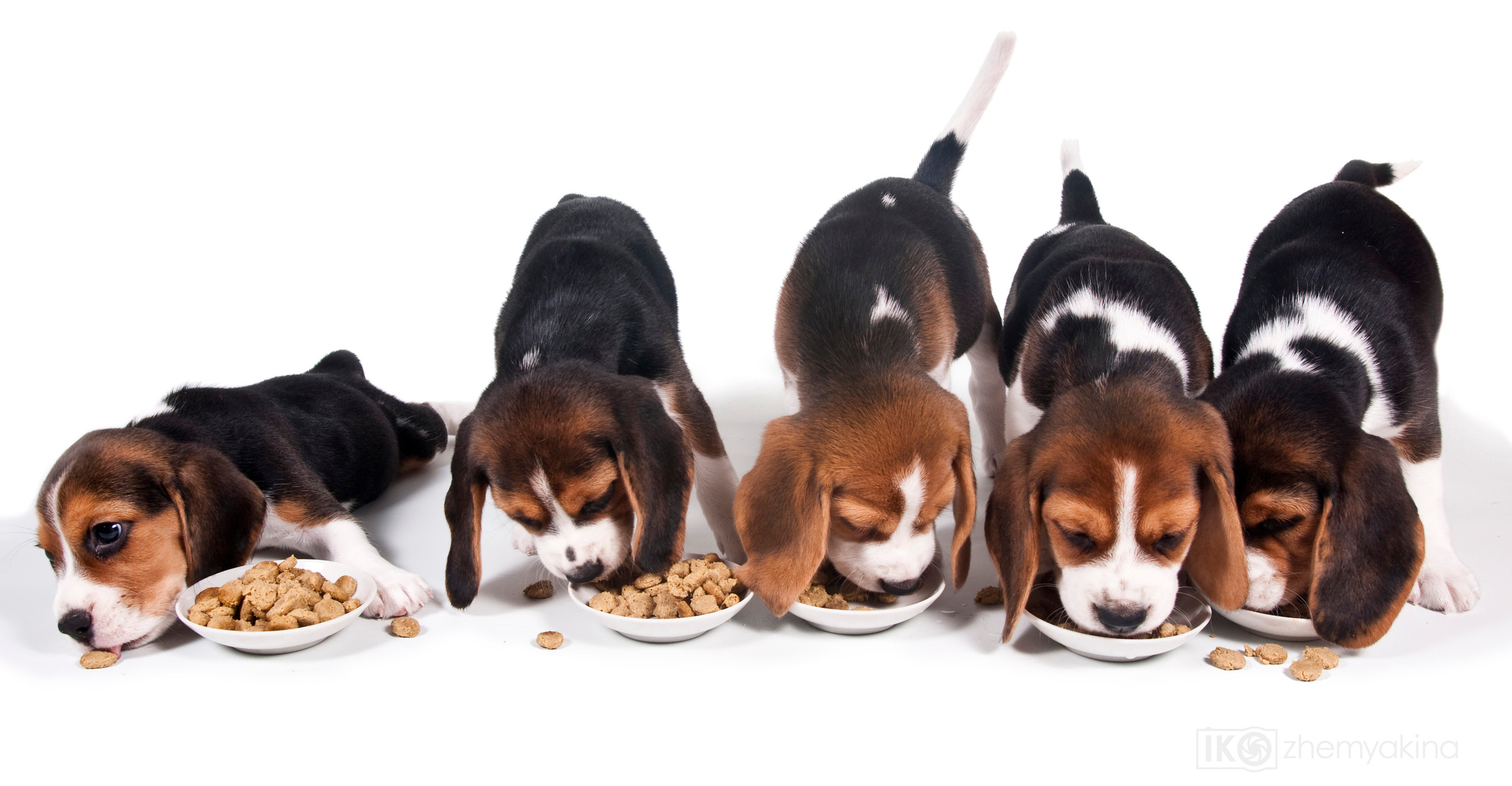 Beagle puppies. Photographer Irina Kozhemyakina. Houston