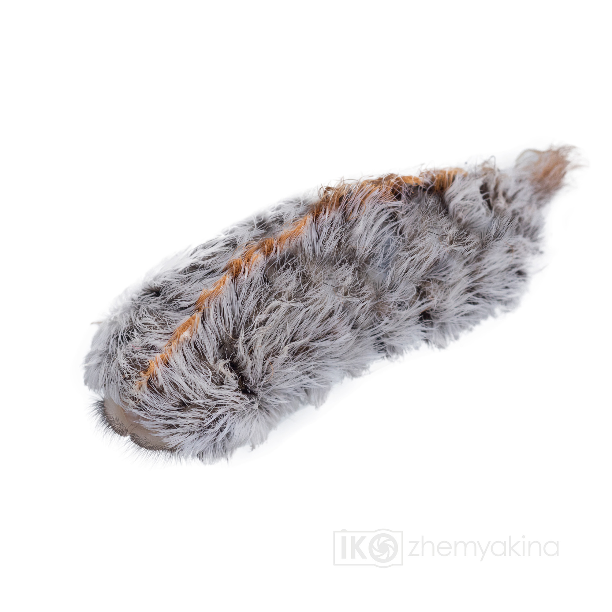 Southern flannel moth (megalopyge opercularis). Photographer Irina Kozhemyakina. Houston