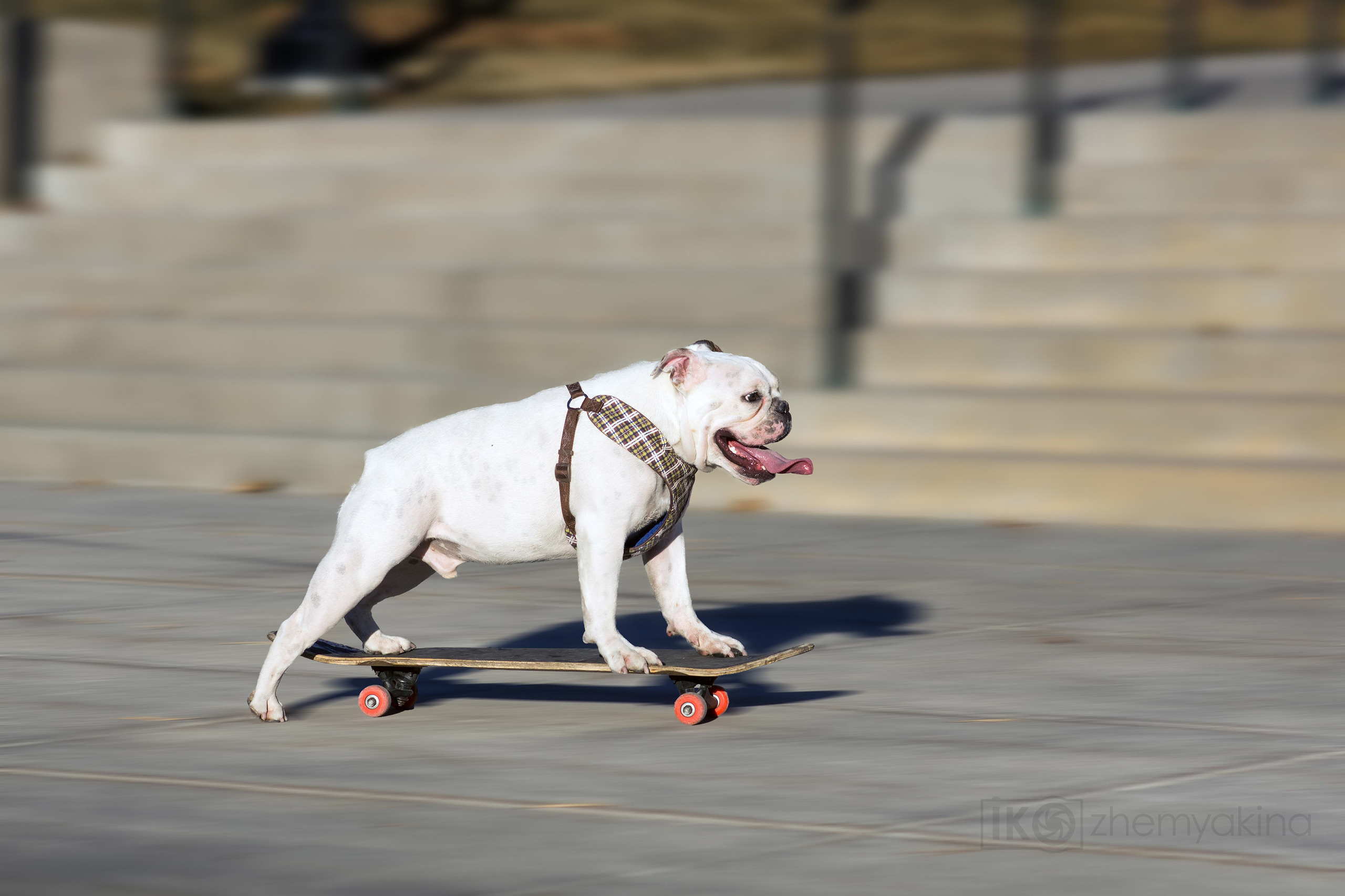 English bulldog. Photographer Irina Kozhemyakina. Houston