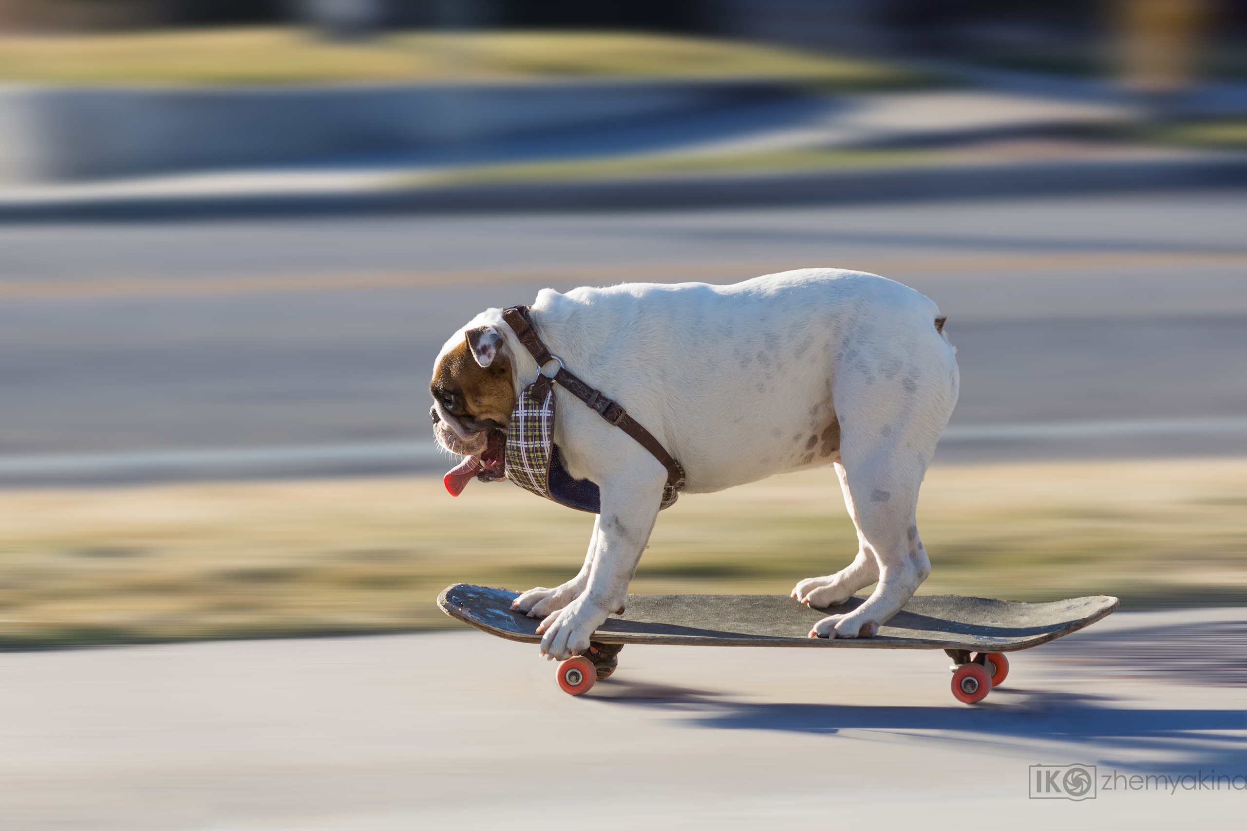 English bulldog. Photographer Irina Kozhemyakina. Houston