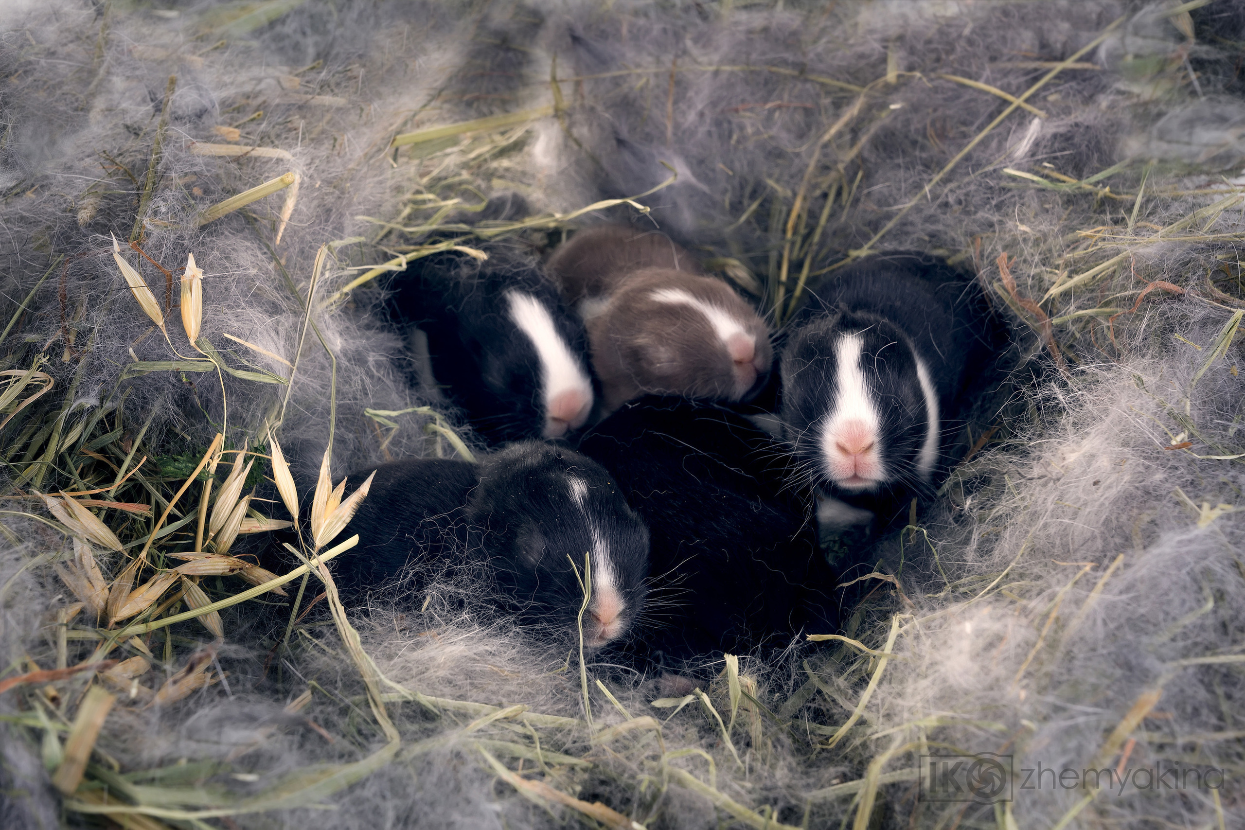 Photographer Irina Kozhemyakina. Houston