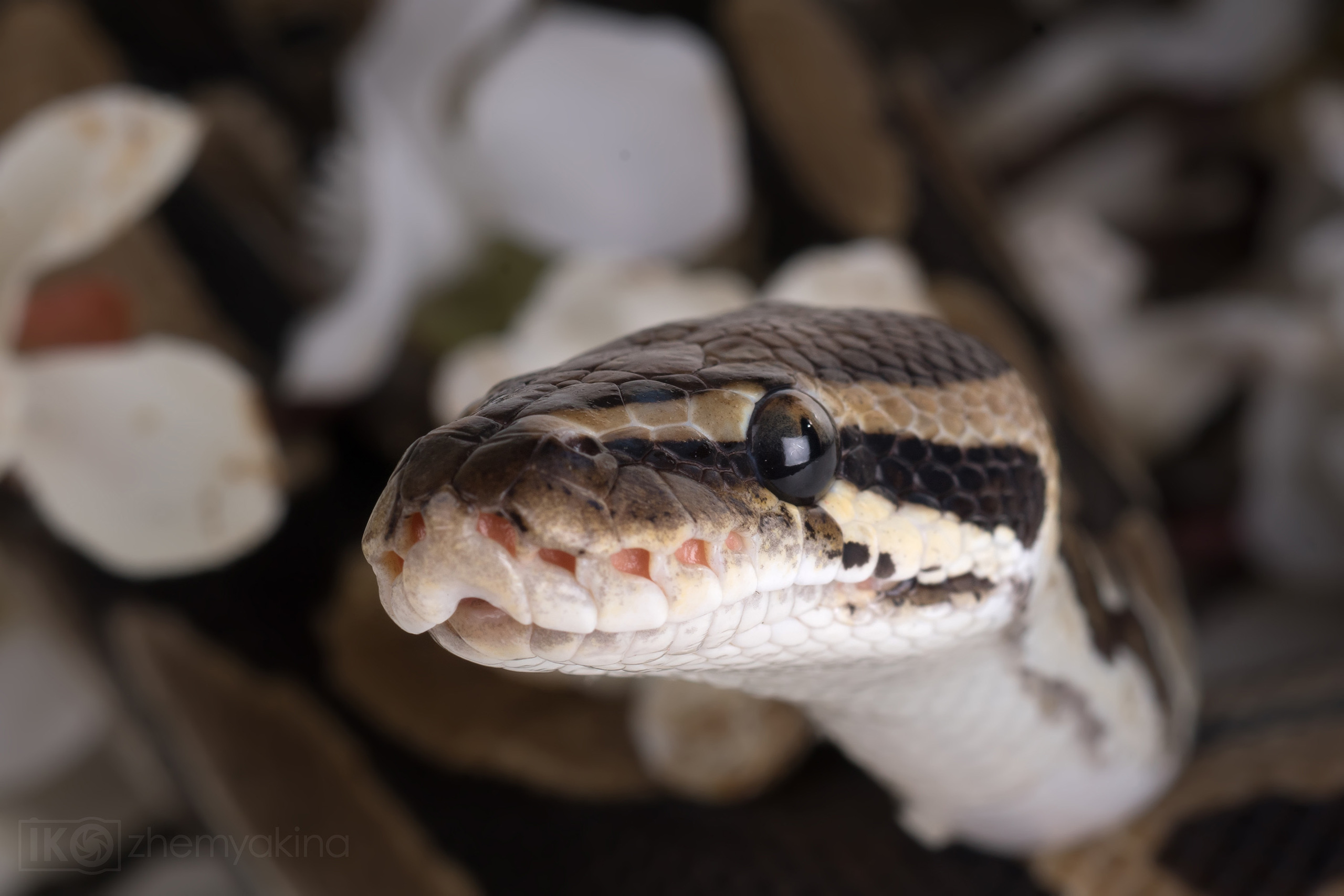 Photographer Irina Kozhemyakina. Houston