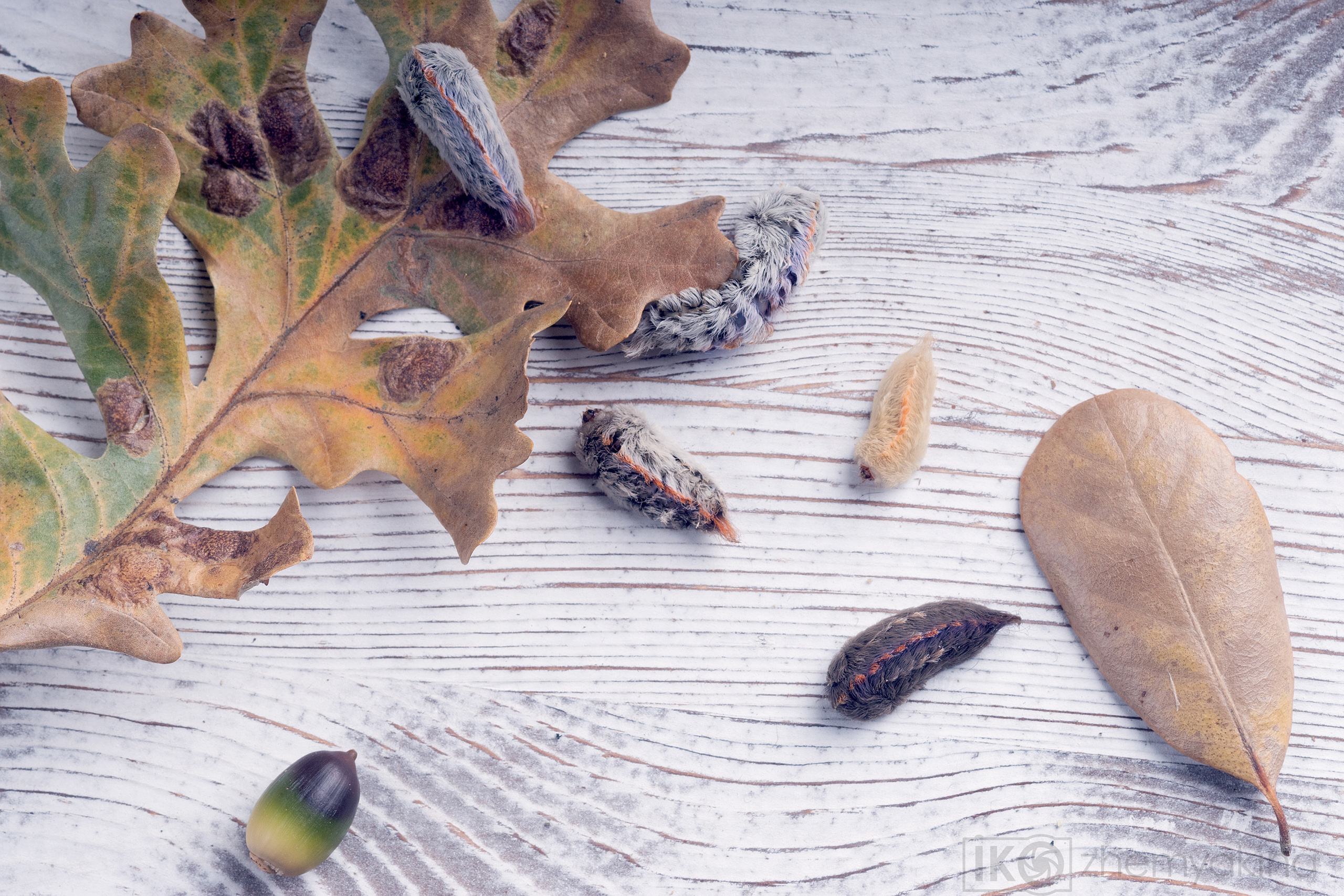 Southern flannel moth (megalopyge opercularis). Photographer Irina Kozhemyakina. Houston