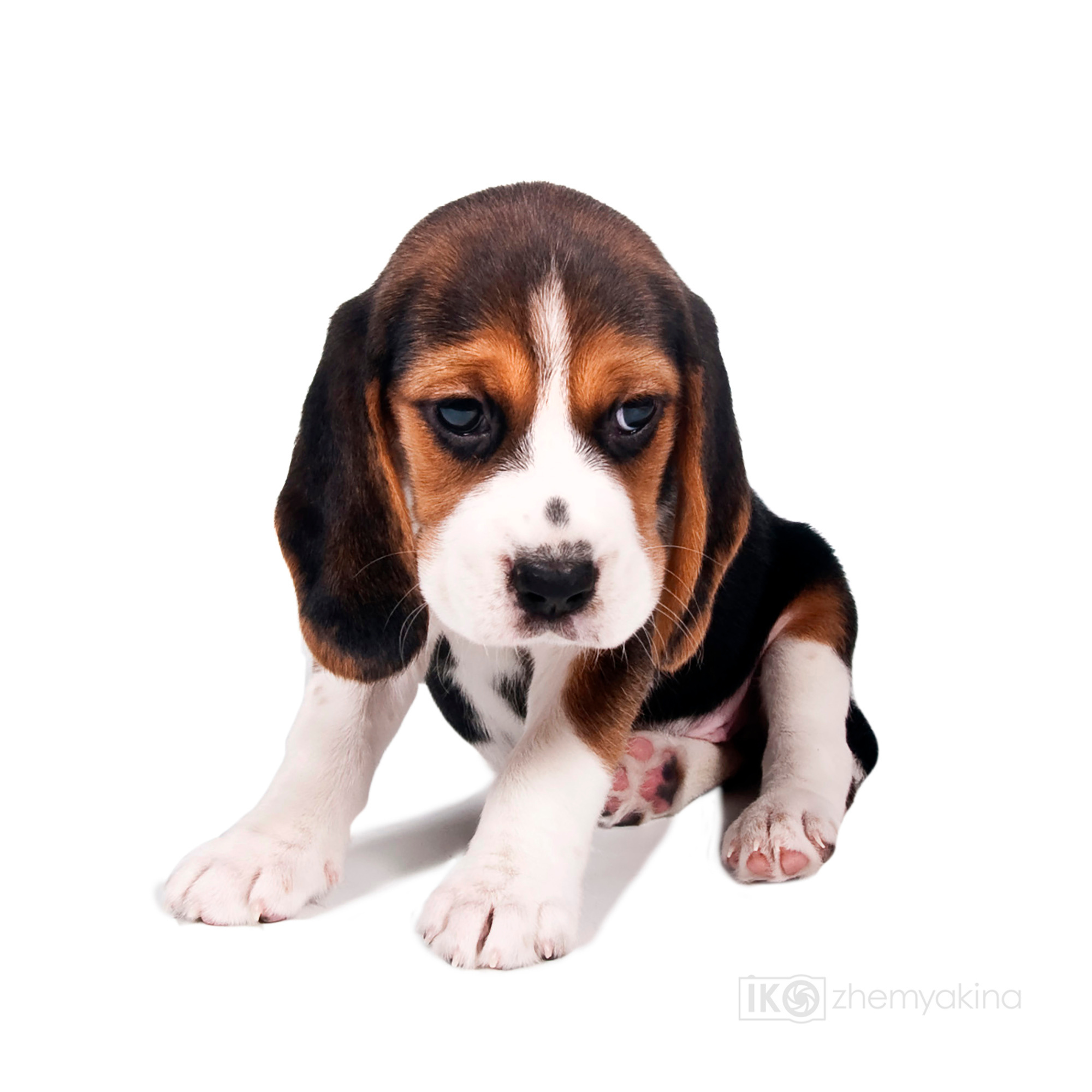 Beagle puppies. Photographer Irina Kozhemyakina. Houston