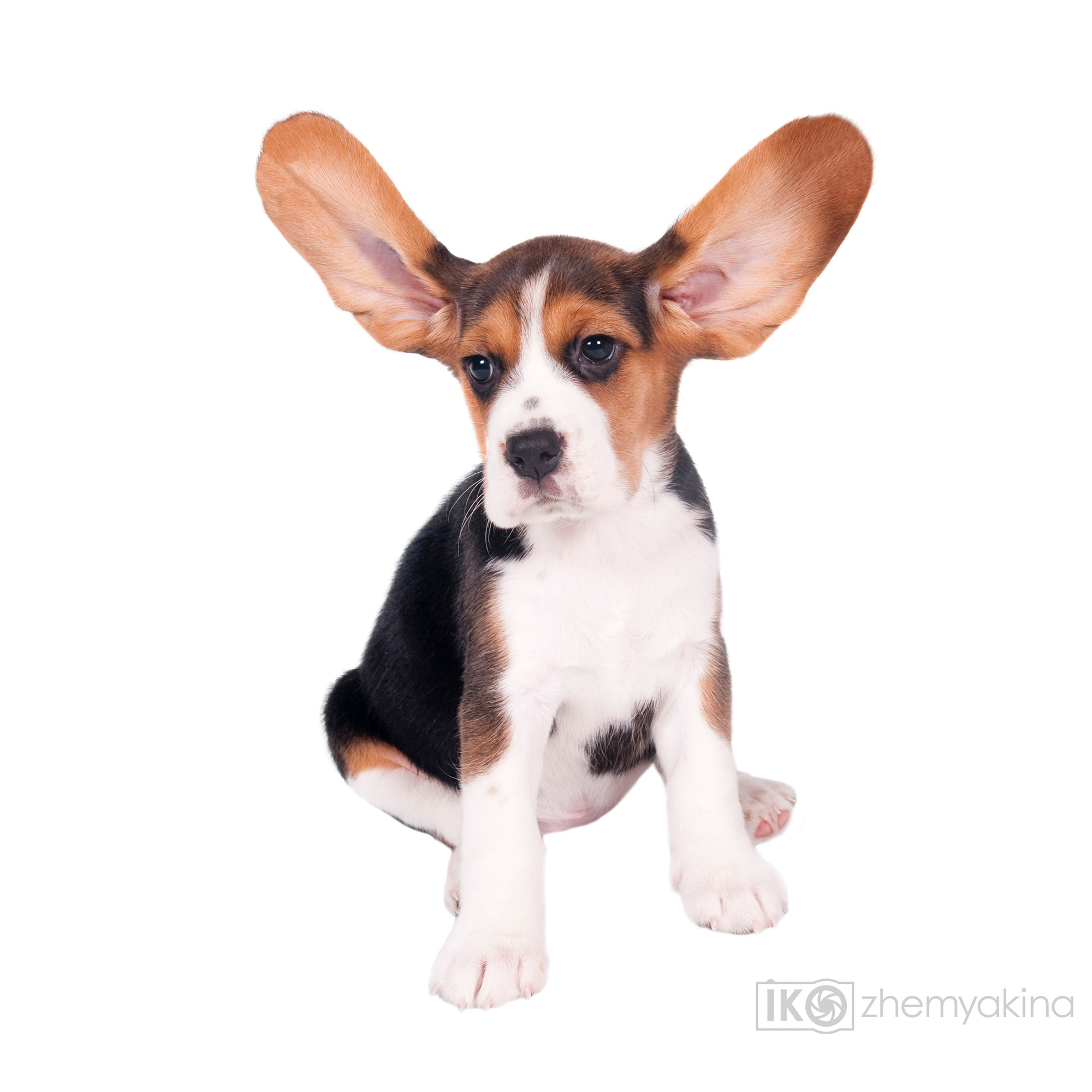 Beagle puppies. Photographer Irina Kozhemyakina. Houston