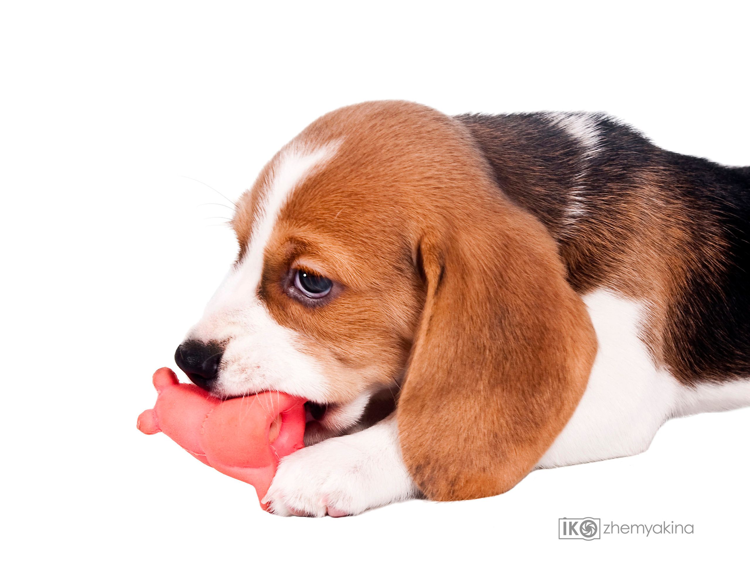 Beagle puppies. Photographer Irina Kozhemyakina. Houston