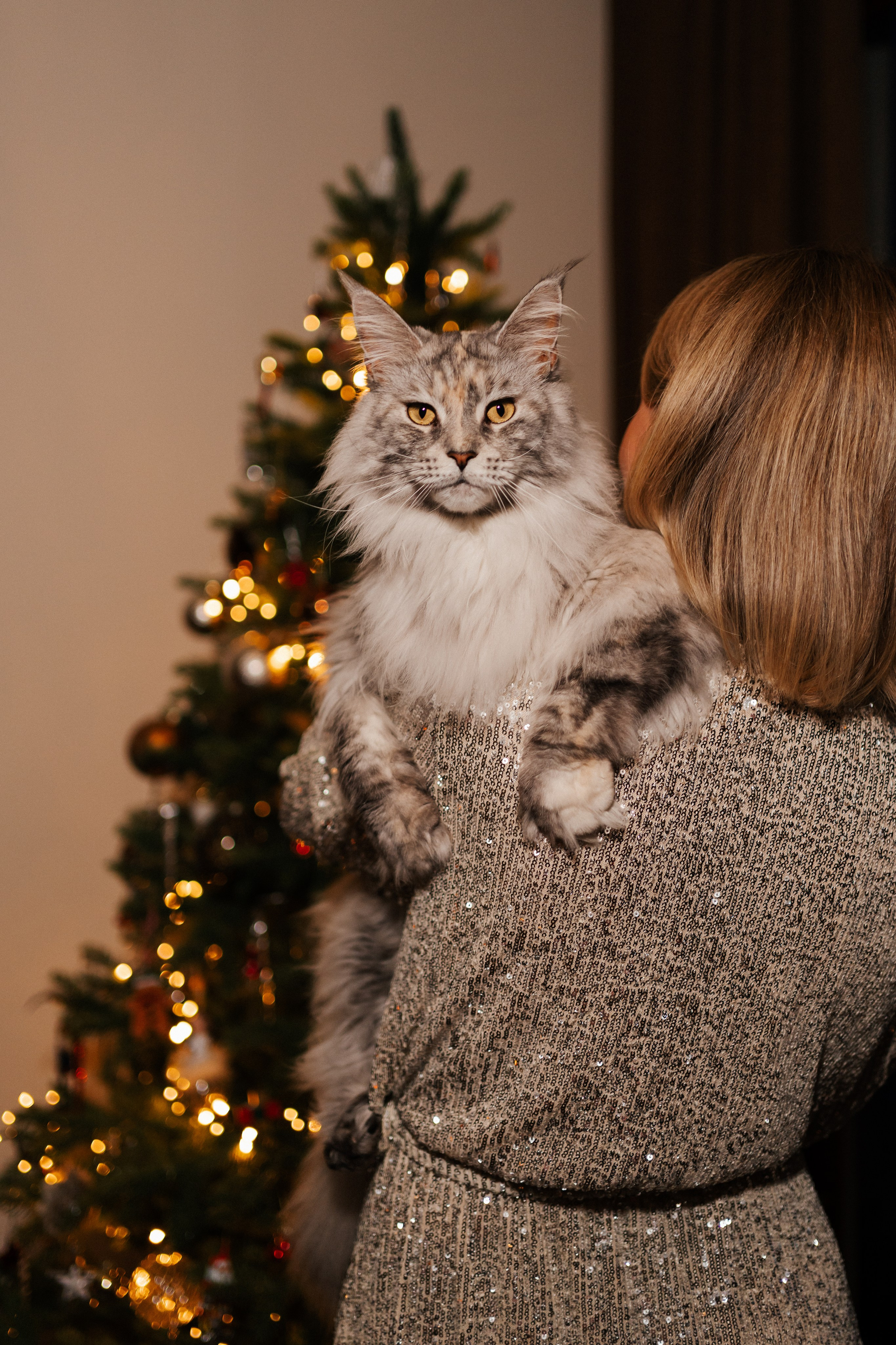 CHRISTMAS FAMILY. PHOTOGRAPHER|VIDEOGRAPHER MONTENEGRO