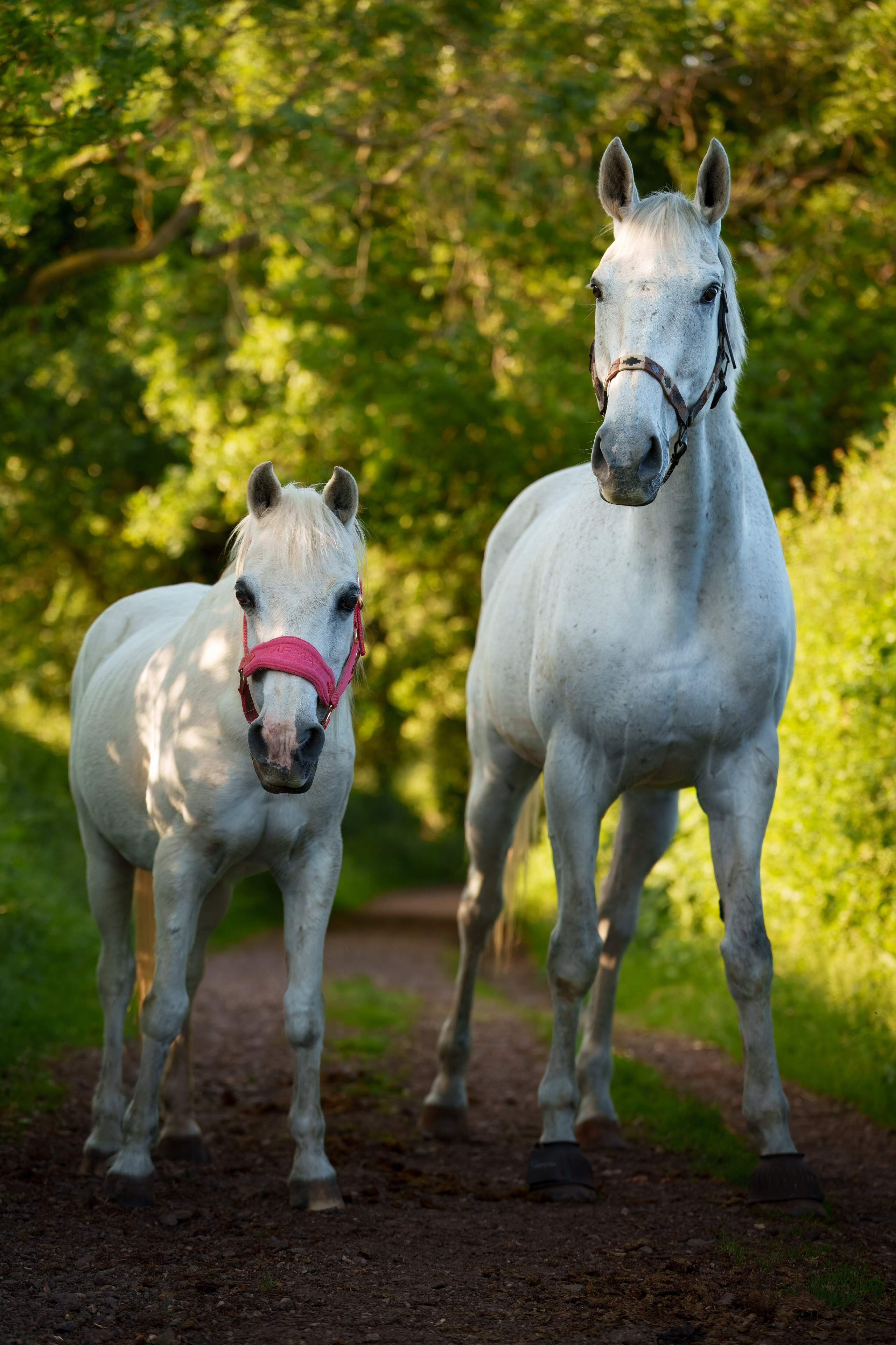 Equine Photography Portfolio | Leicestershire Horse Portrait Photographer. Leicestershire Equine Photography by El | Authentic Equine Portraits & Events